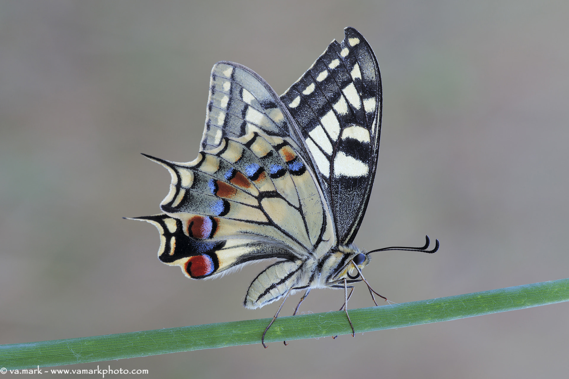Canon EF 180mm F3.5L Macro USM sample photo. Papilio machaon photography