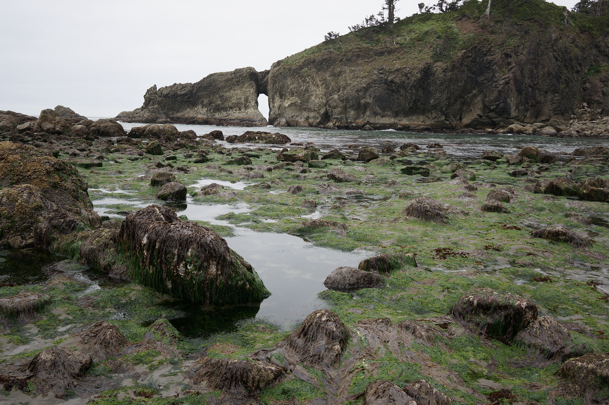 Sony Alpha NEX-6 + Sigma 19mm F2.8 EX DN sample photo. Second beach @ low tide la push, wa  photography