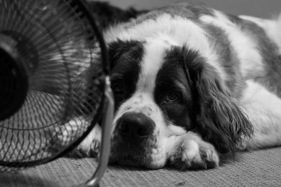 Sony ILCA-77M2 sample photo. The dog days of summer photography