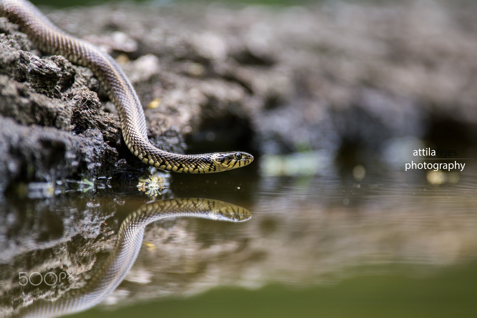 Canon EF 300mm f/2.8L + 1.4x sample photo. Water snake photography
