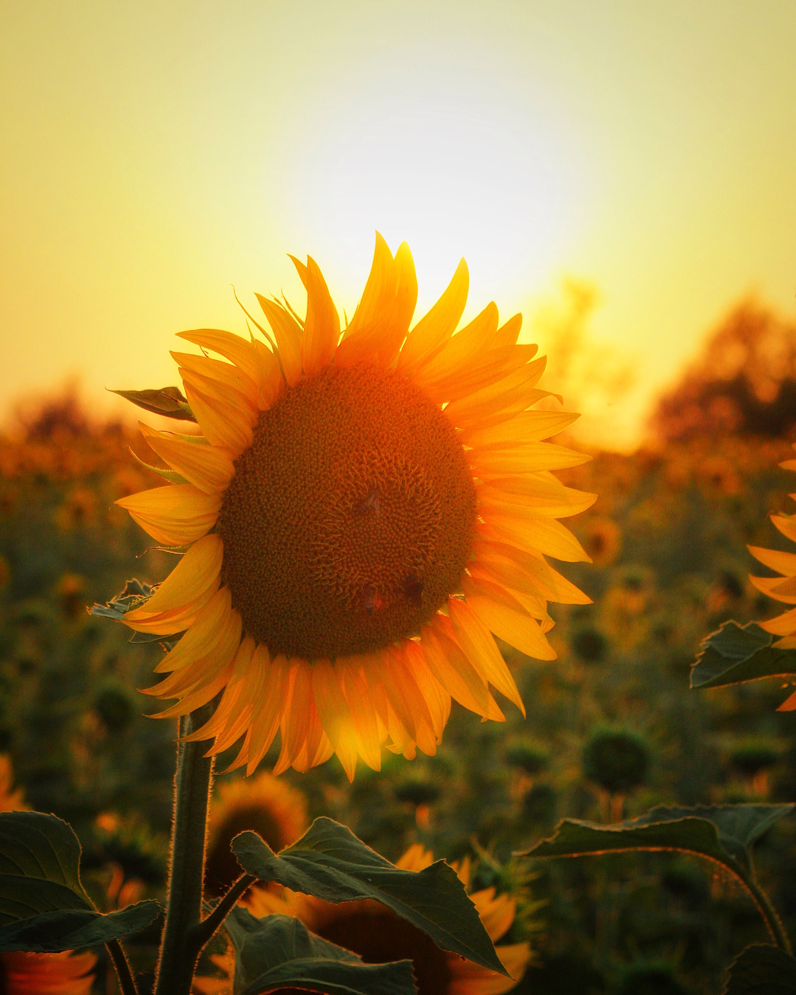 Canon EF-S 55-250mm F4-5.6 IS II sample photo. Sunflower photography
