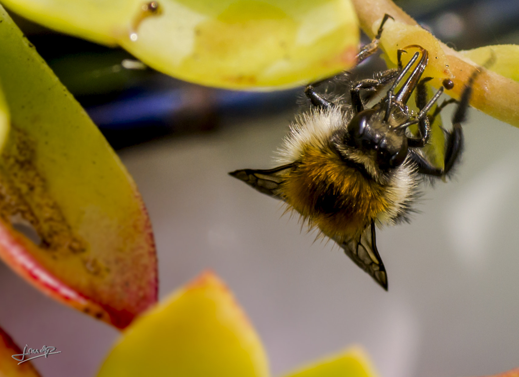 Sony SLT-A65 (SLT-A65V) + Tamron SP AF 90mm F2.8 Di Macro sample photo. 23072016--3.jpg photography