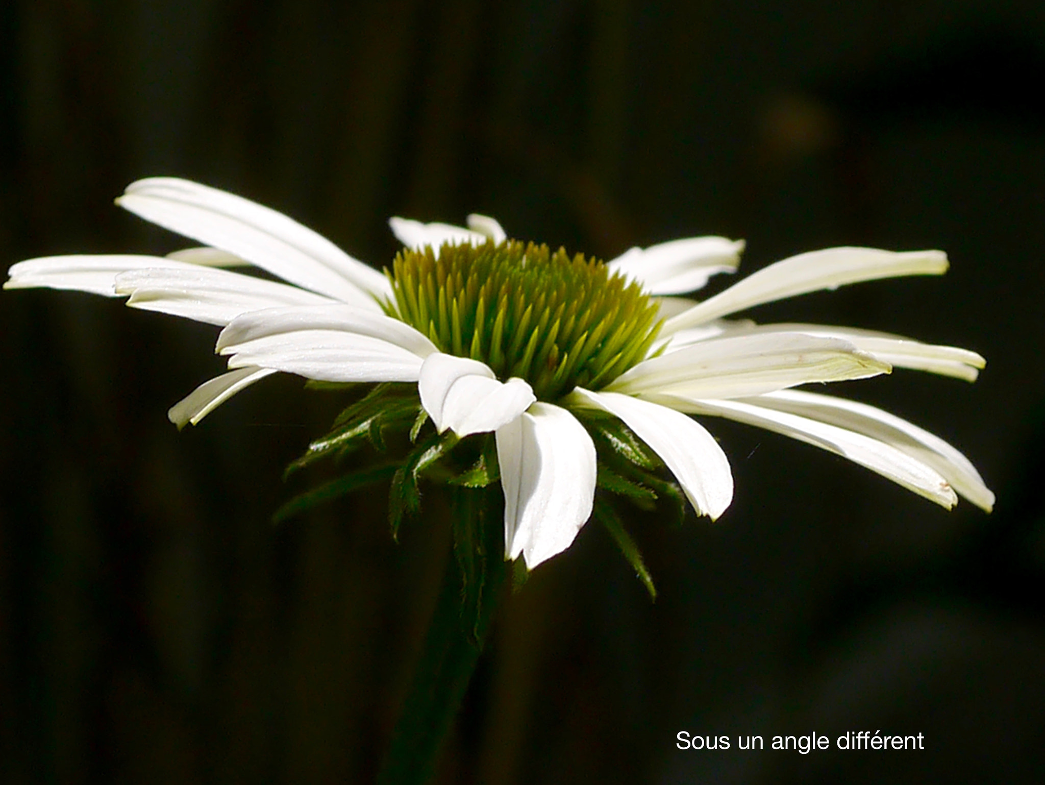 Panasonic Lumix G Macro 30mm F2.8 ASPH Mega OIS sample photo. Sous un angle photography