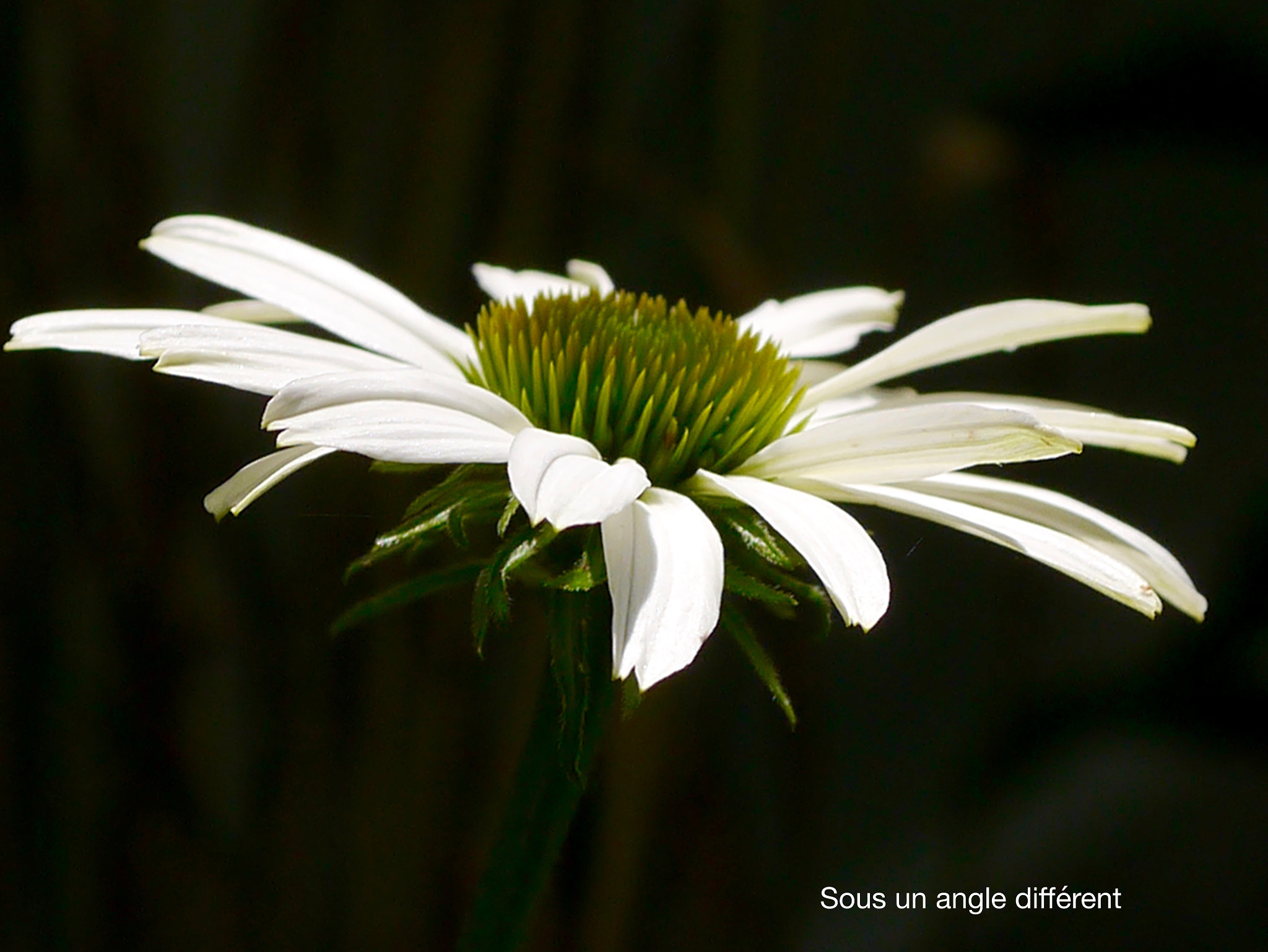 Panasonic Lumix DMC-GX1 + Panasonic Lumix G Macro 30mm F2.8 ASPH Mega OIS sample photo. Sous un angle photography