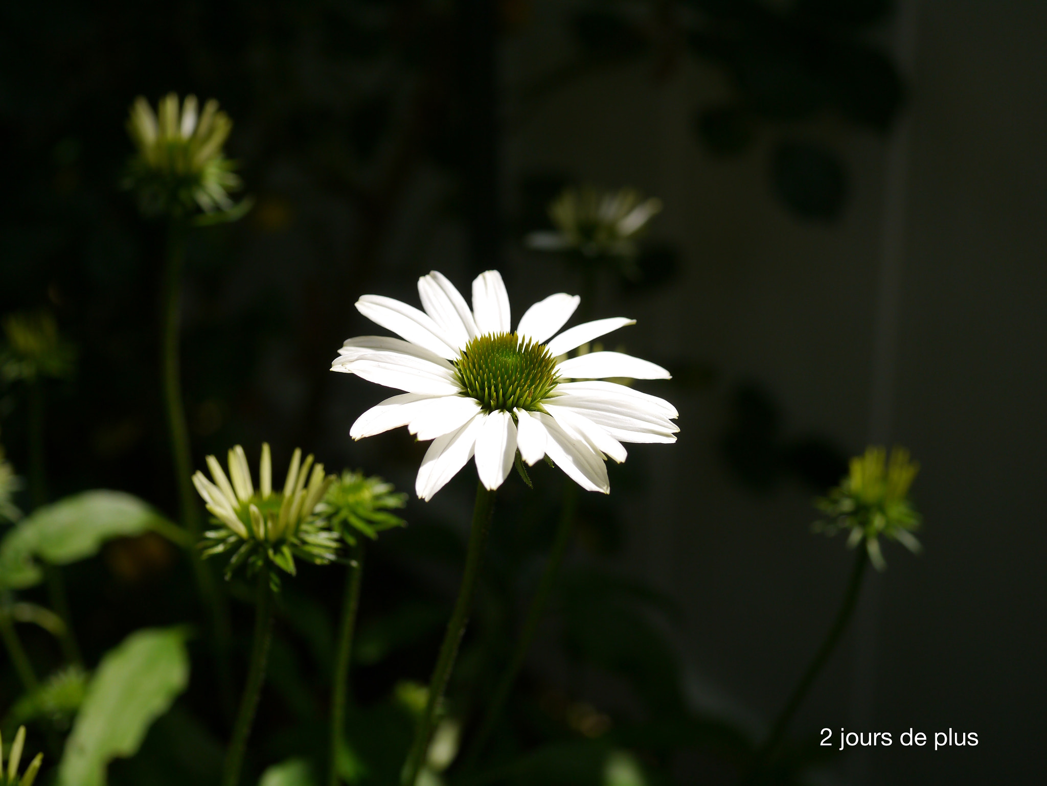 Panasonic Lumix DMC-GX1 + Panasonic Lumix G Macro 30mm F2.8 ASPH Mega OIS sample photo. 2 jours de plus photography