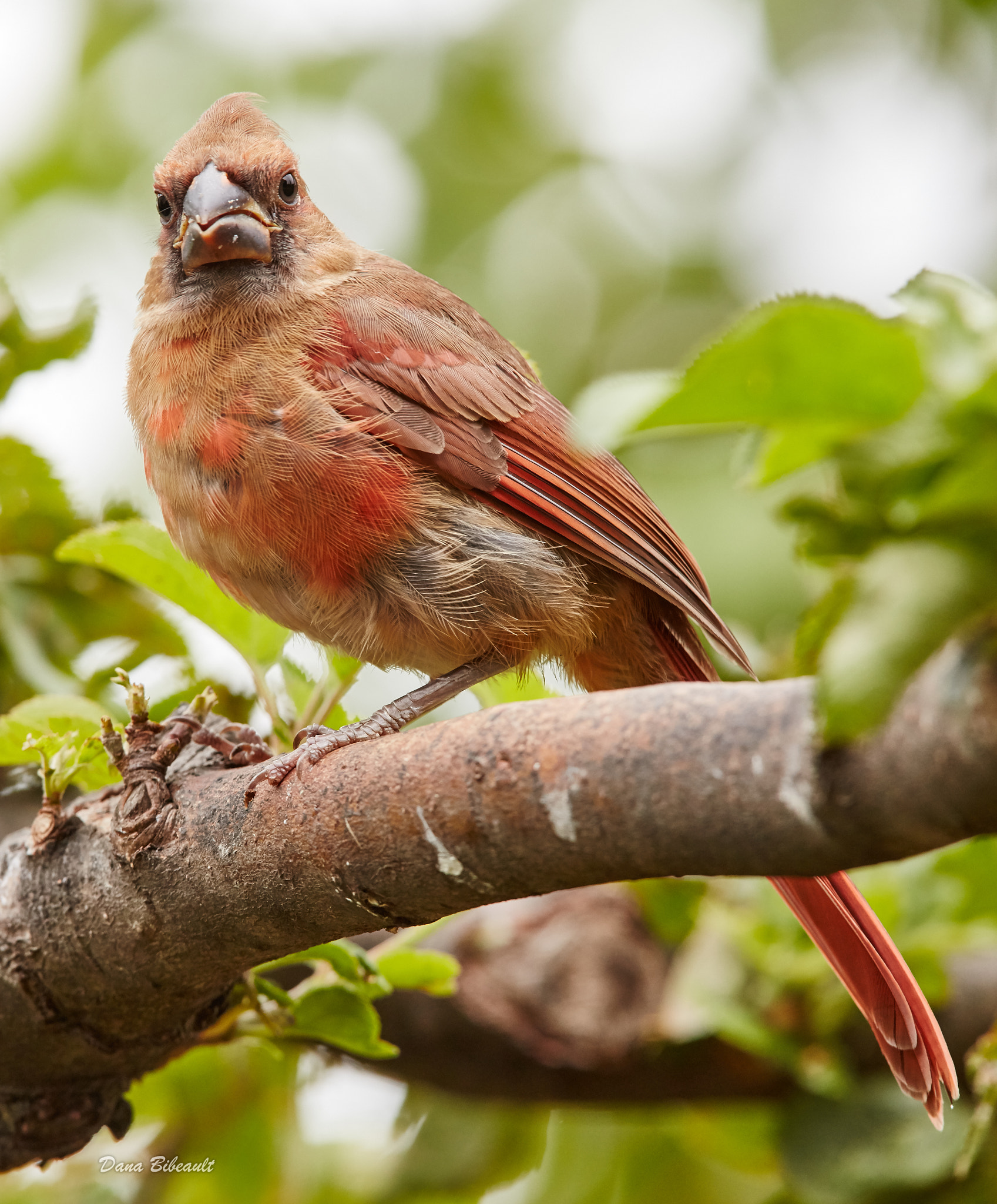 Canon EOS 5DS + Canon EF 300mm F2.8L IS USM sample photo. Cardinal on a tree photography