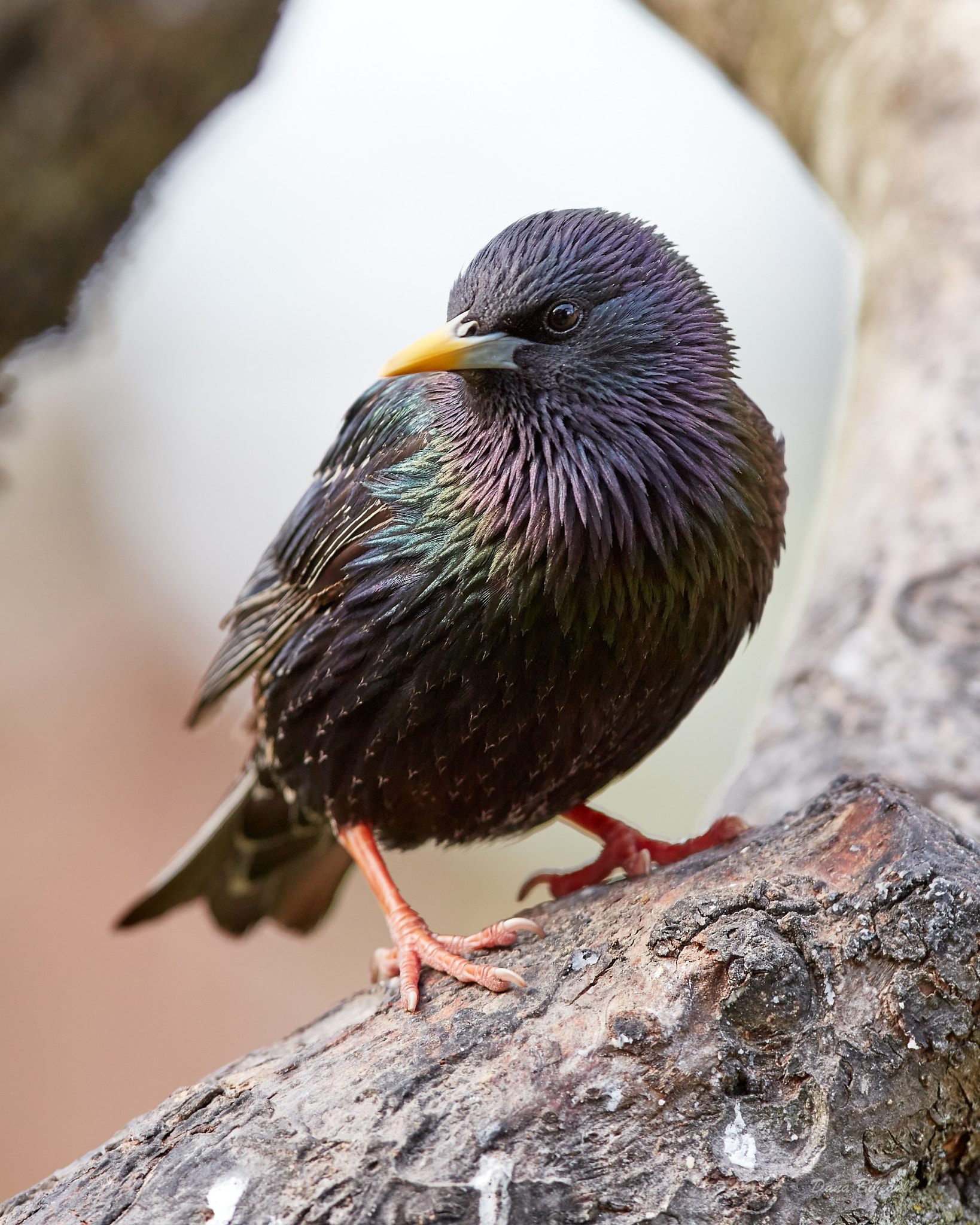 Canon EOS 5DS + Canon EF 300mm F2.8L IS USM sample photo. Starling photography