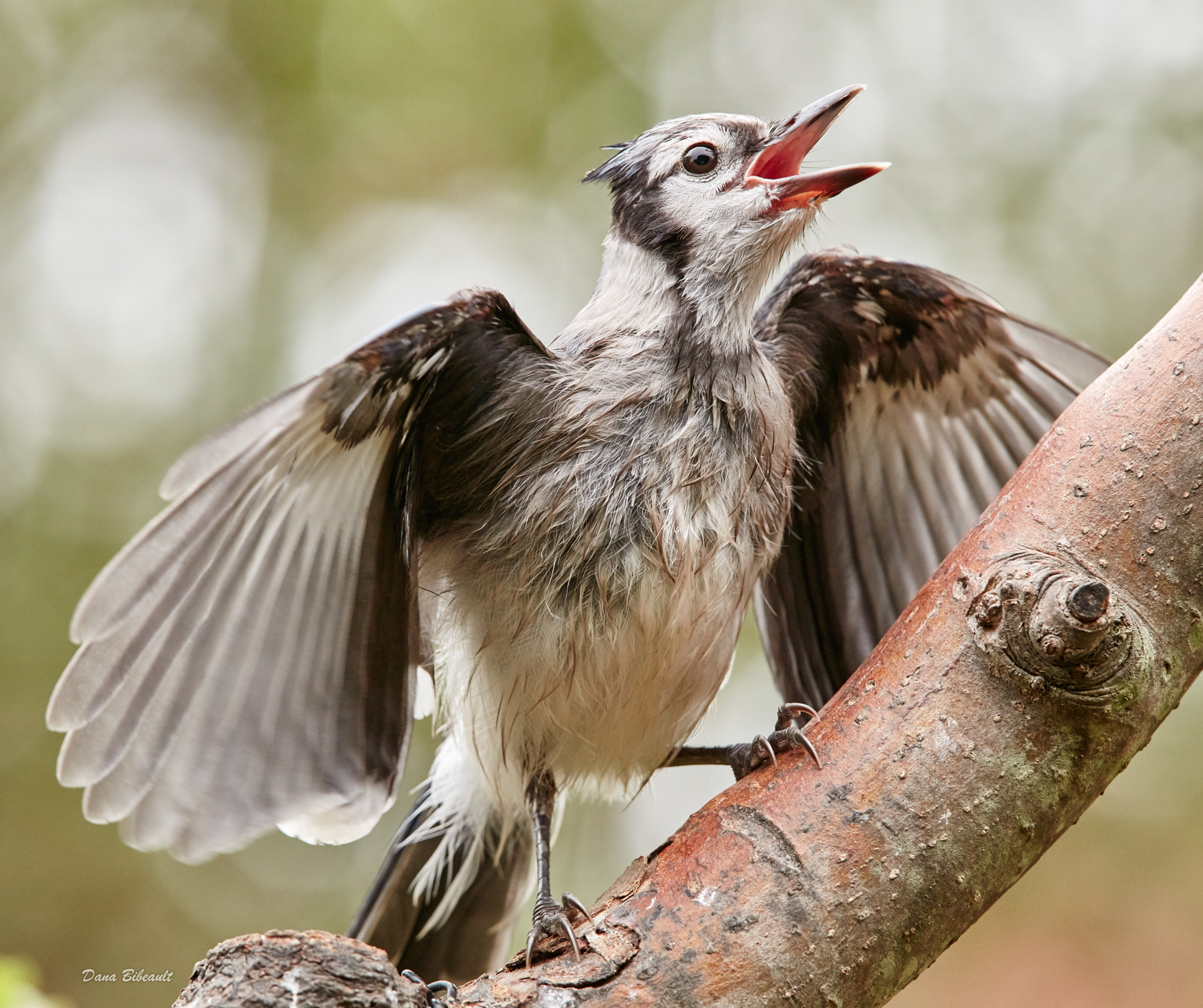 Canon EF 300mm F2.8L IS USM sample photo. Baby blue jay photography