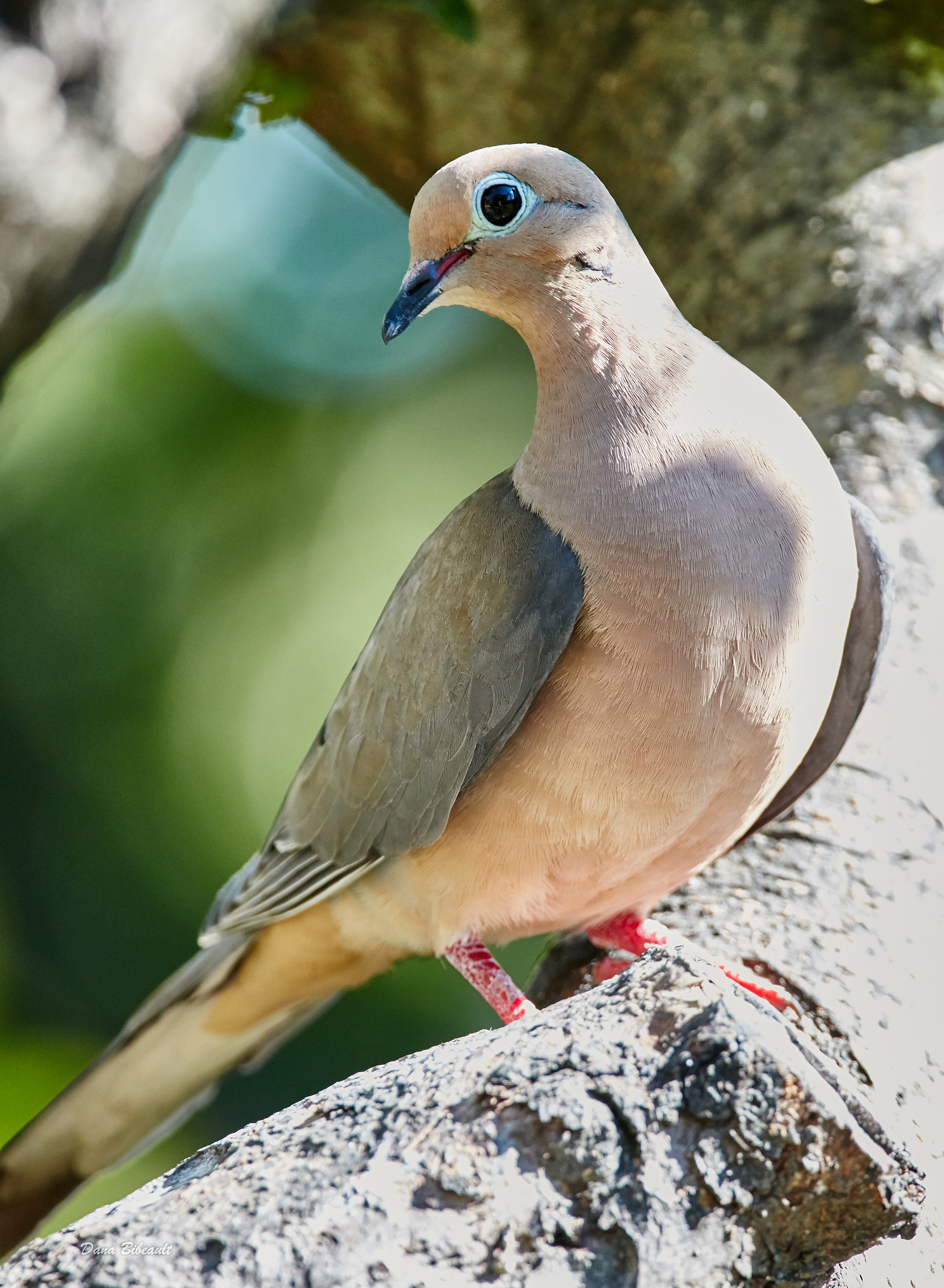 150-600mm F5-6.3 DG OS HSM | Contemporary 015 sample photo. Morning dove photography