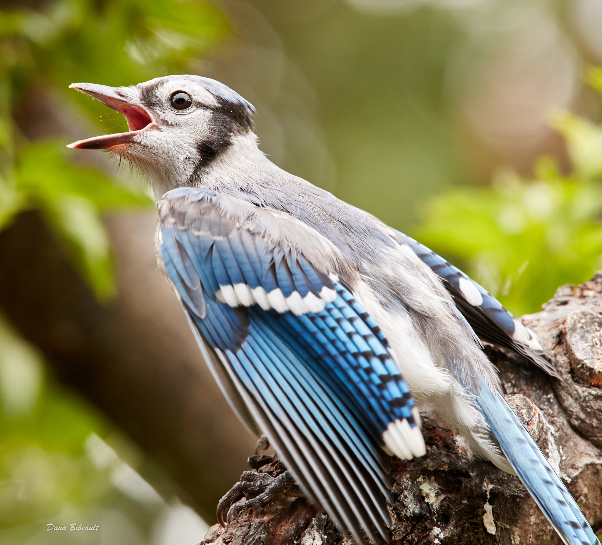 Canon EF 300mm F2.8L IS USM sample photo. Baby blue jay photography