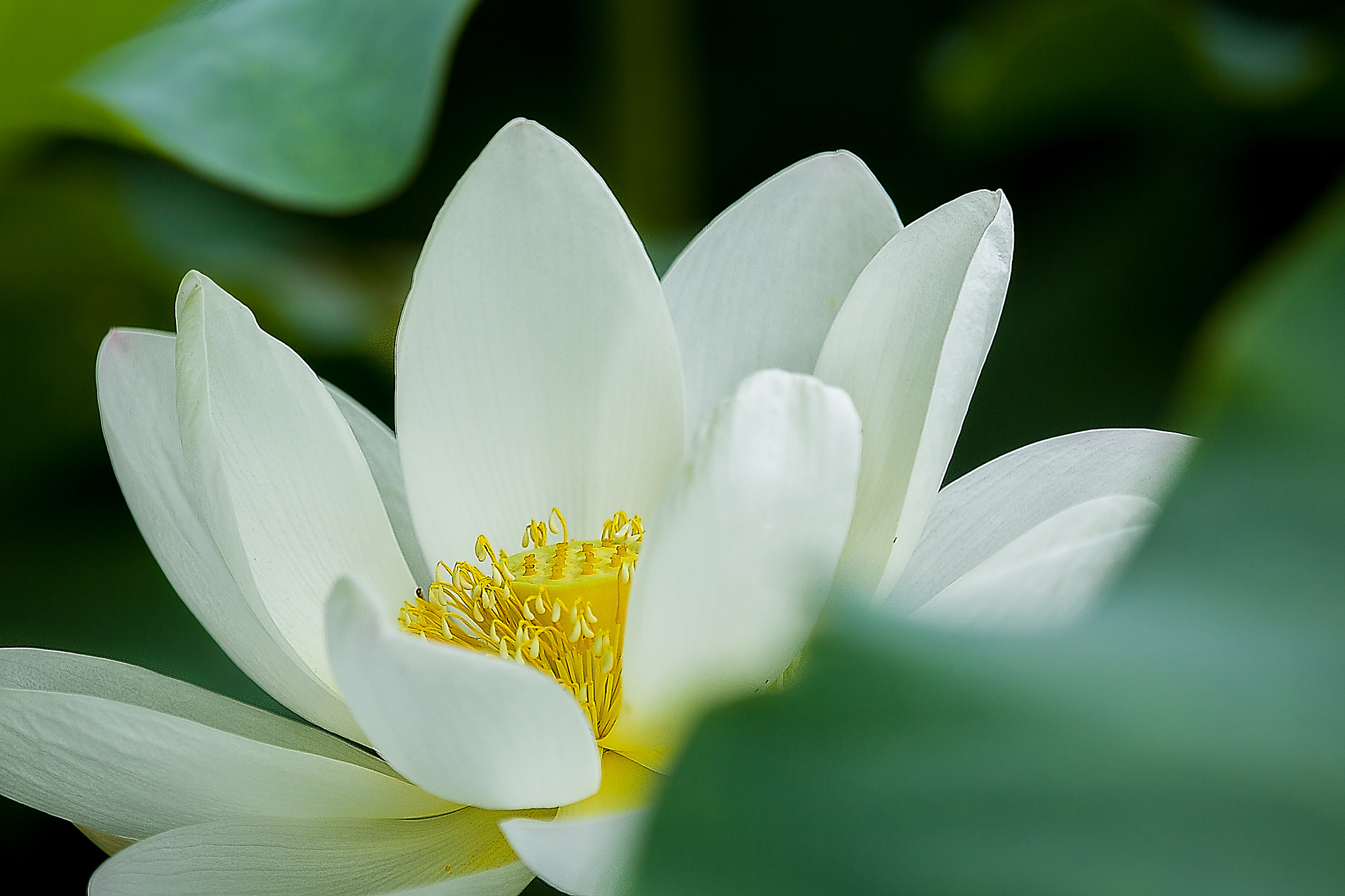 Canon EF 70-200mm F2.8L IS II USM sample photo. Lotus photography