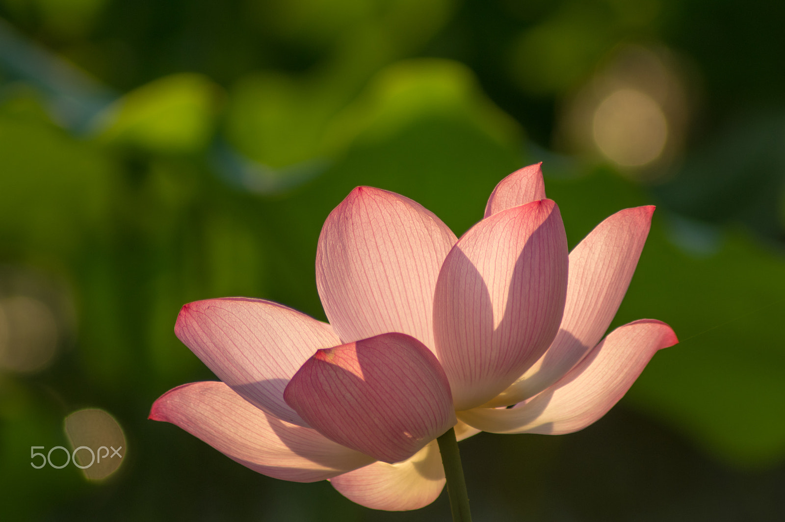 Tamron AF 70-300mm F4-5.6 Di LD Macro sample photo. Morning sun light photography