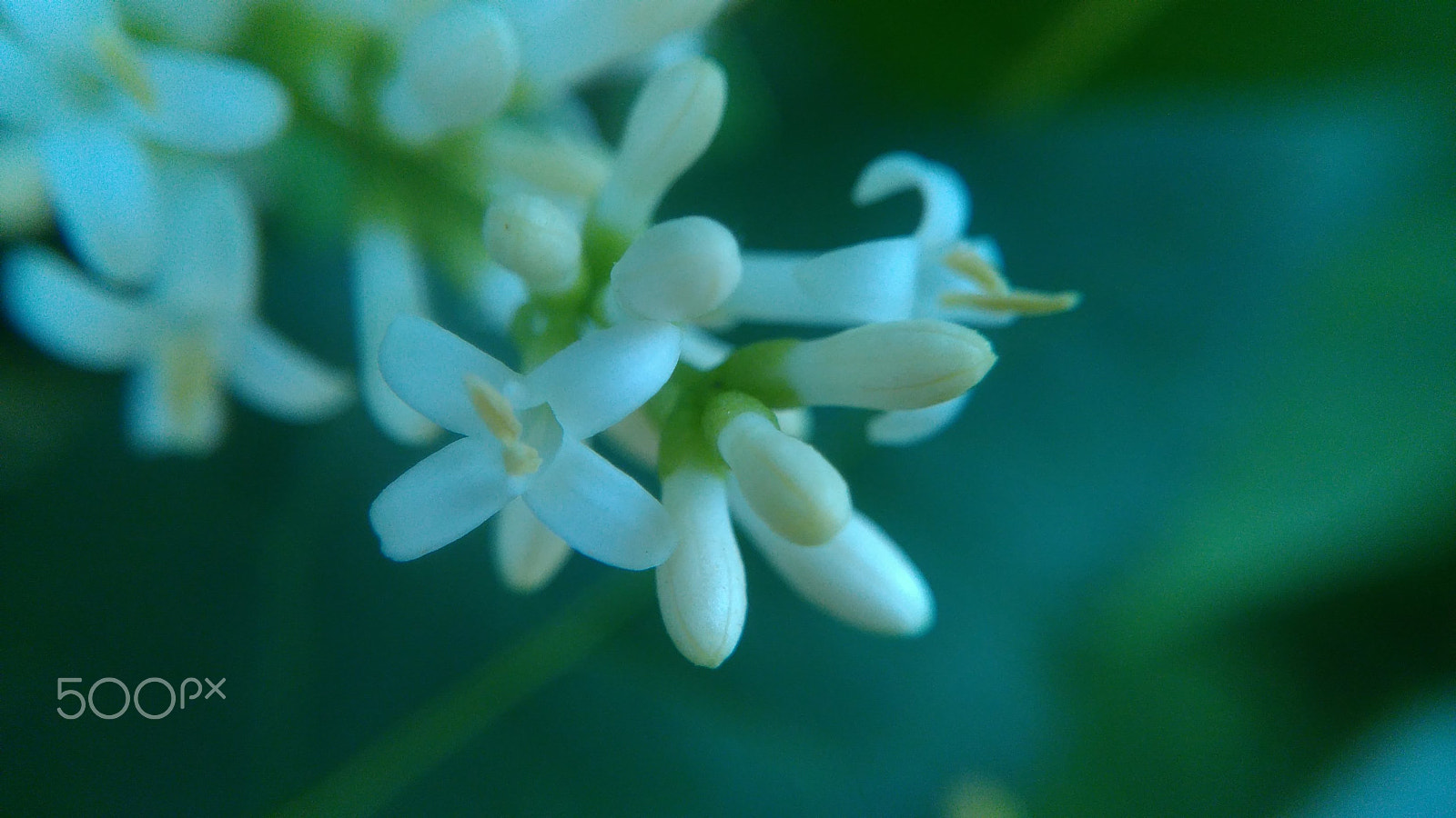 HUAWEI G620S-L01 sample photo. Afternoon relax... photography