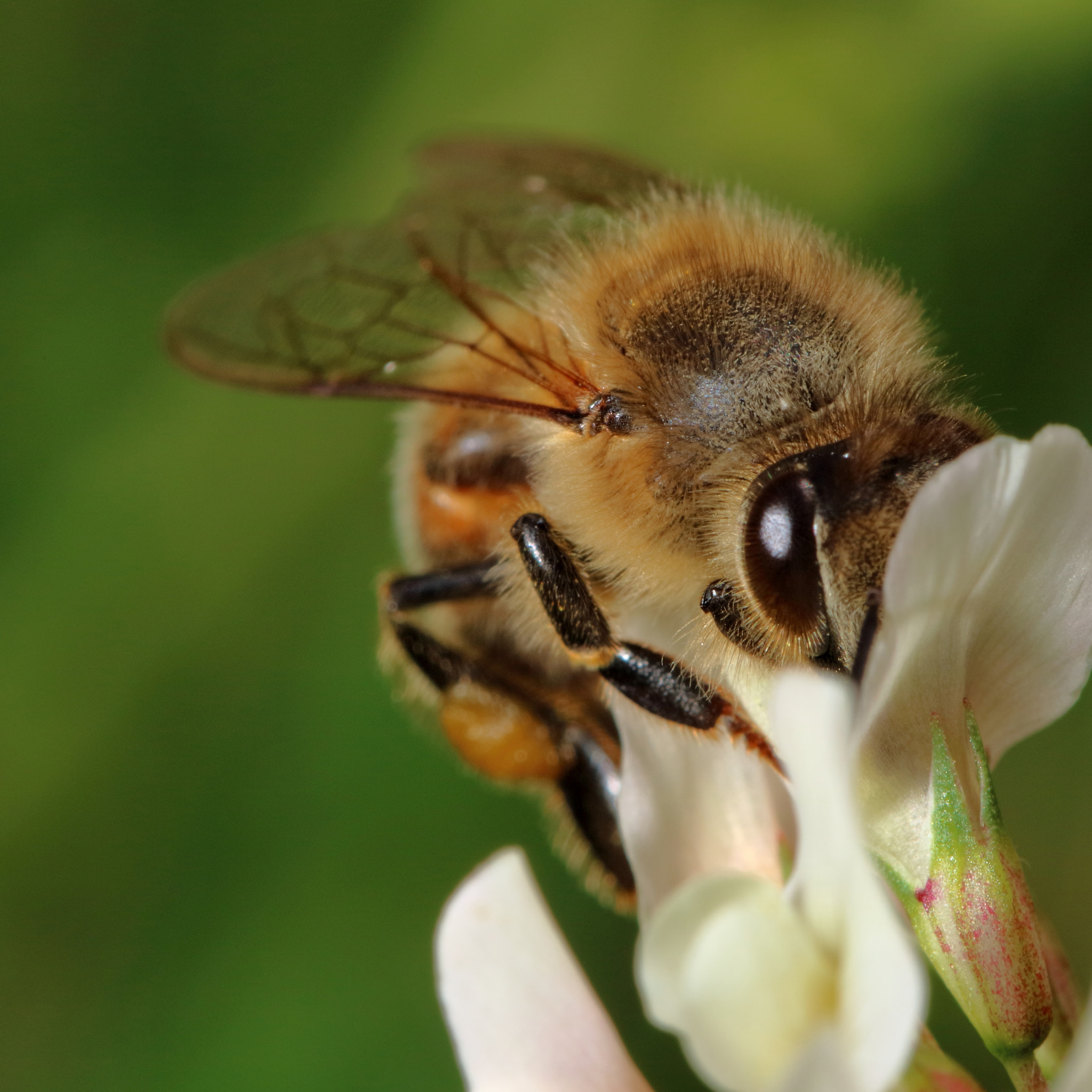 Canon EOS M3 + Canon EF 100mm F2.8L Macro IS USM sample photo. Bee photography