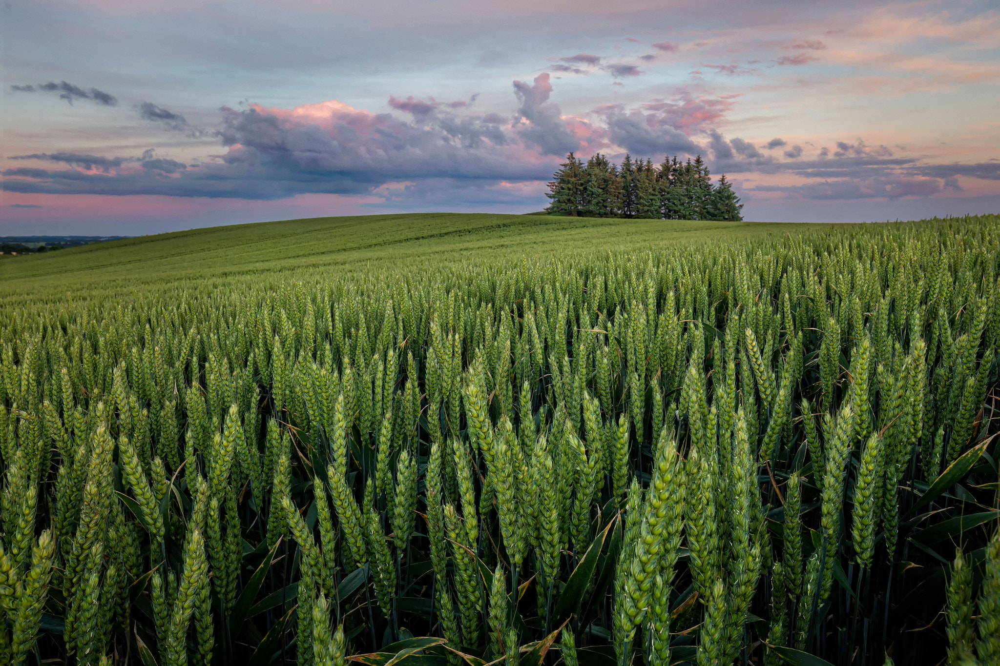 Canon TS-E 24.0mm f/3.5 L II sample photo. Where the fields are green 2 photography