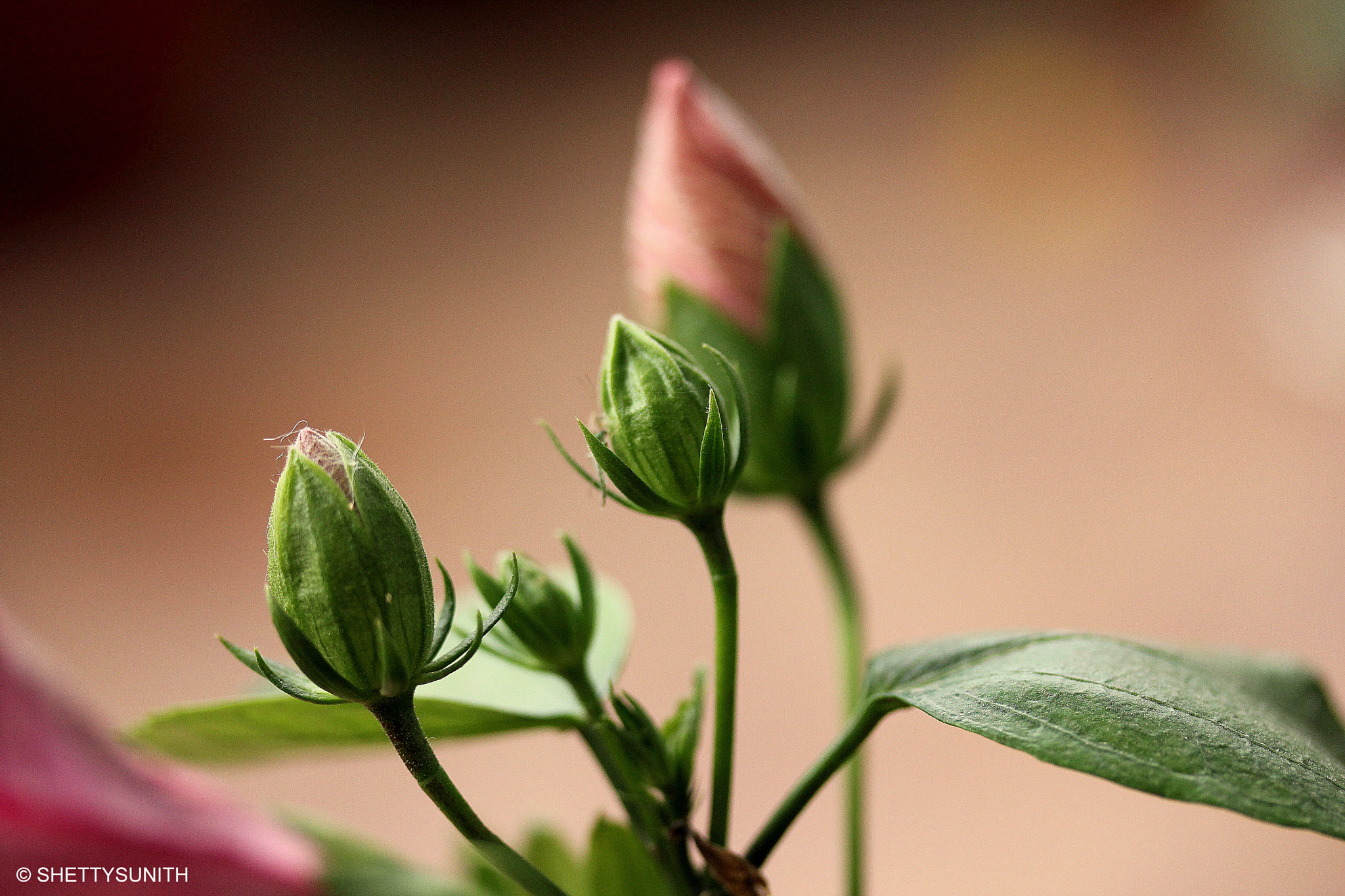 Canon EF-S 60mm F2.8 Macro USM sample photo. Bloom.. photography