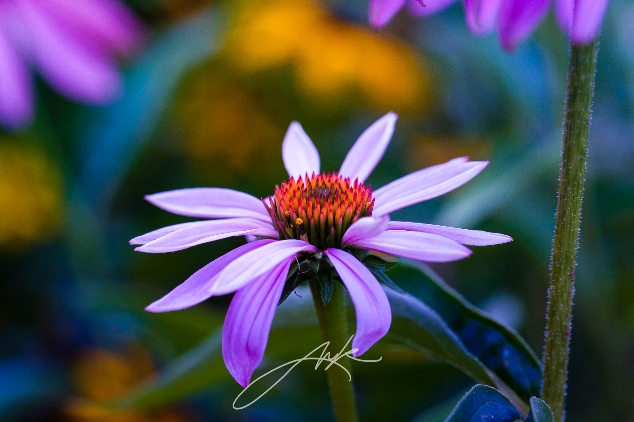 Canon EOS-1Ds Mark III sample photo. In quietus photography