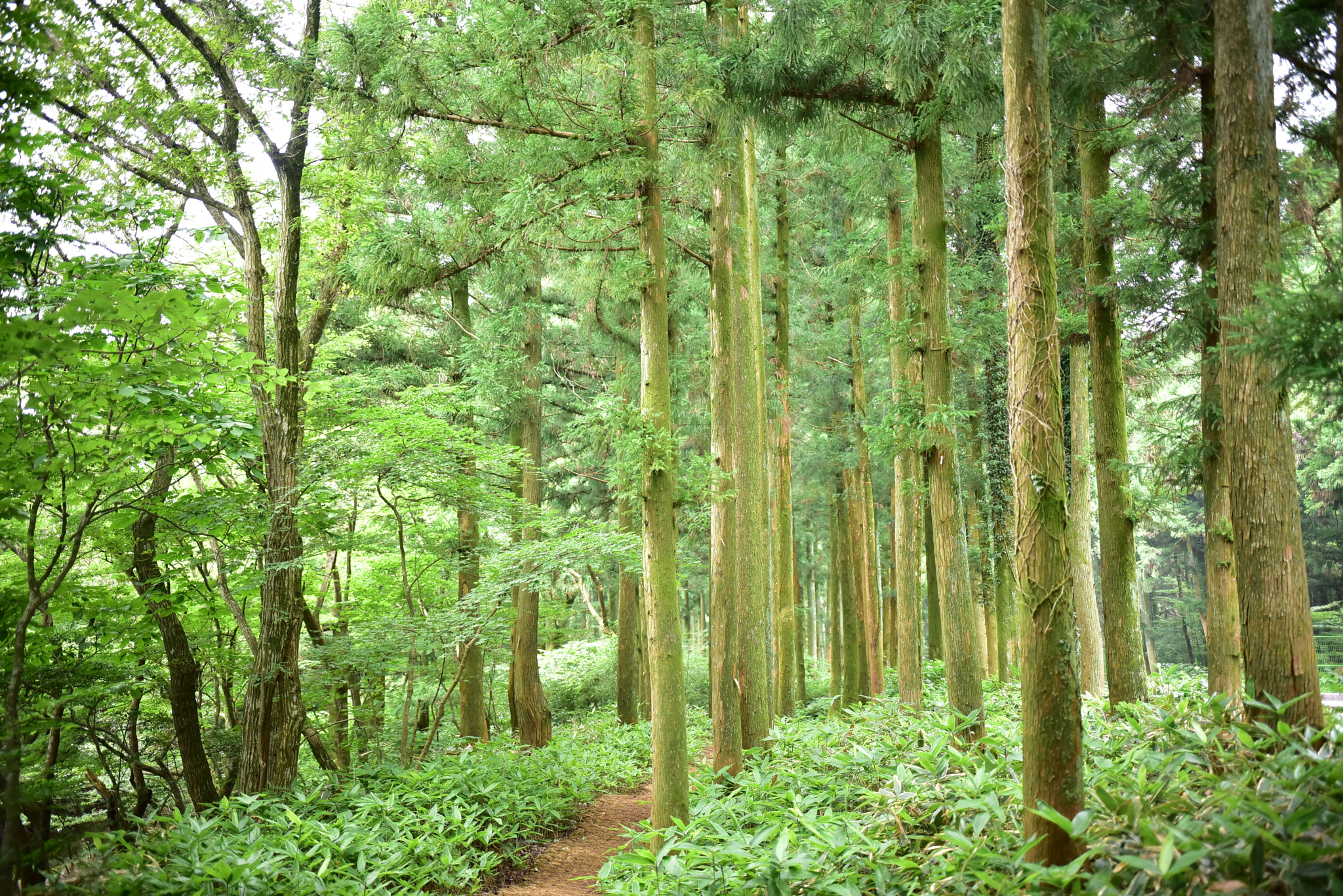 Nikon D750 + Sigma 18-35mm F1.8 DC HSM Art sample photo. Dsc_3640.jpg photography