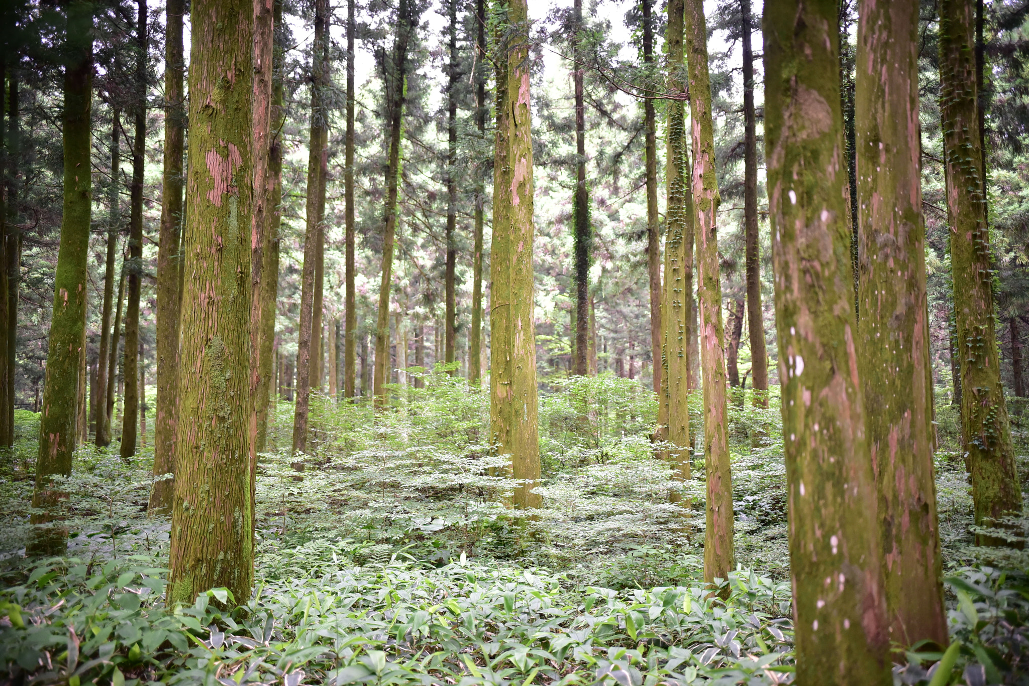 Nikon D750 + Sigma 18-35mm F1.8 DC HSM Art sample photo. Dsc_3641.jpg photography