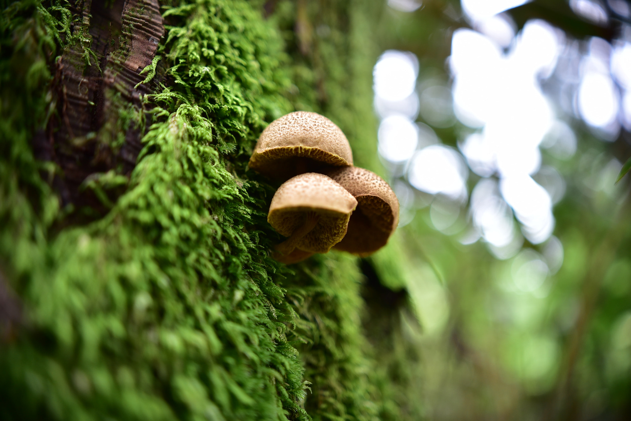 Nikon D750 + Sigma 18-35mm F1.8 DC HSM Art sample photo. Dsc_3649.jpg photography