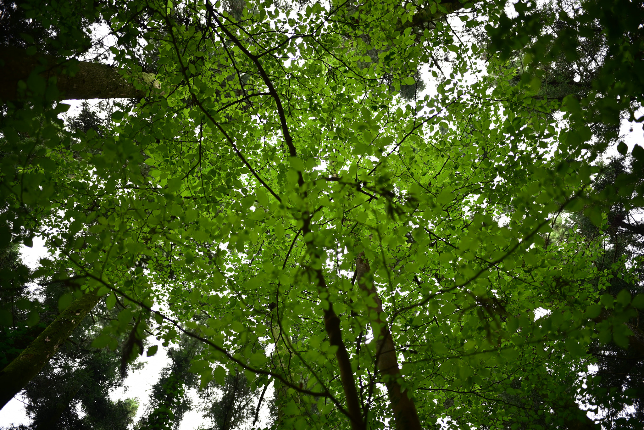Nikon D750 + Sigma 18-35mm F1.8 DC HSM Art sample photo. Dsc_3650.jpg photography