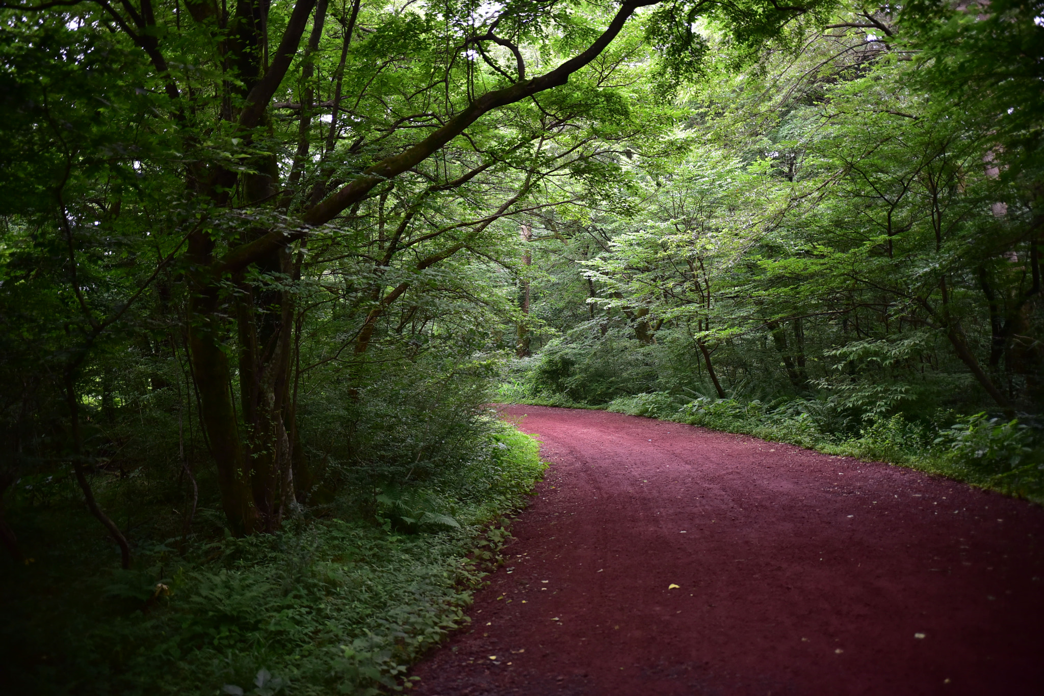 Nikon D750 + Sigma 18-35mm F1.8 DC HSM Art sample photo. Dsc_3658.jpg photography