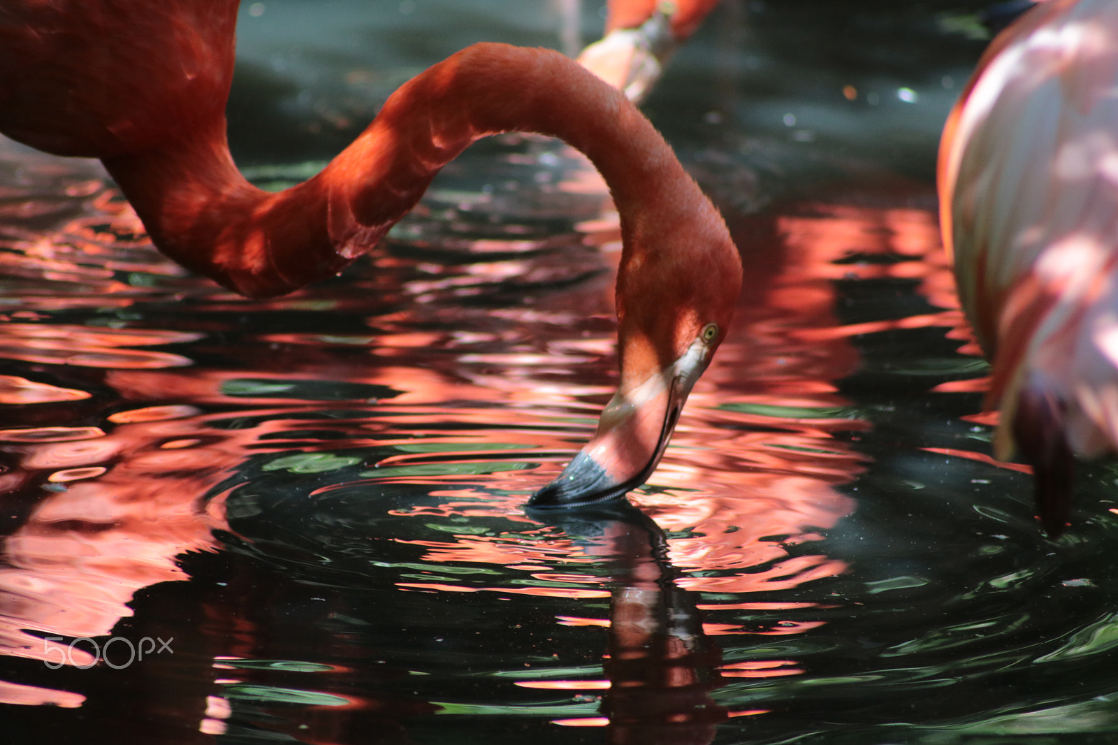 Canon EOS 750D (EOS Rebel T6i / EOS Kiss X8i) sample photo. Flamingo photography