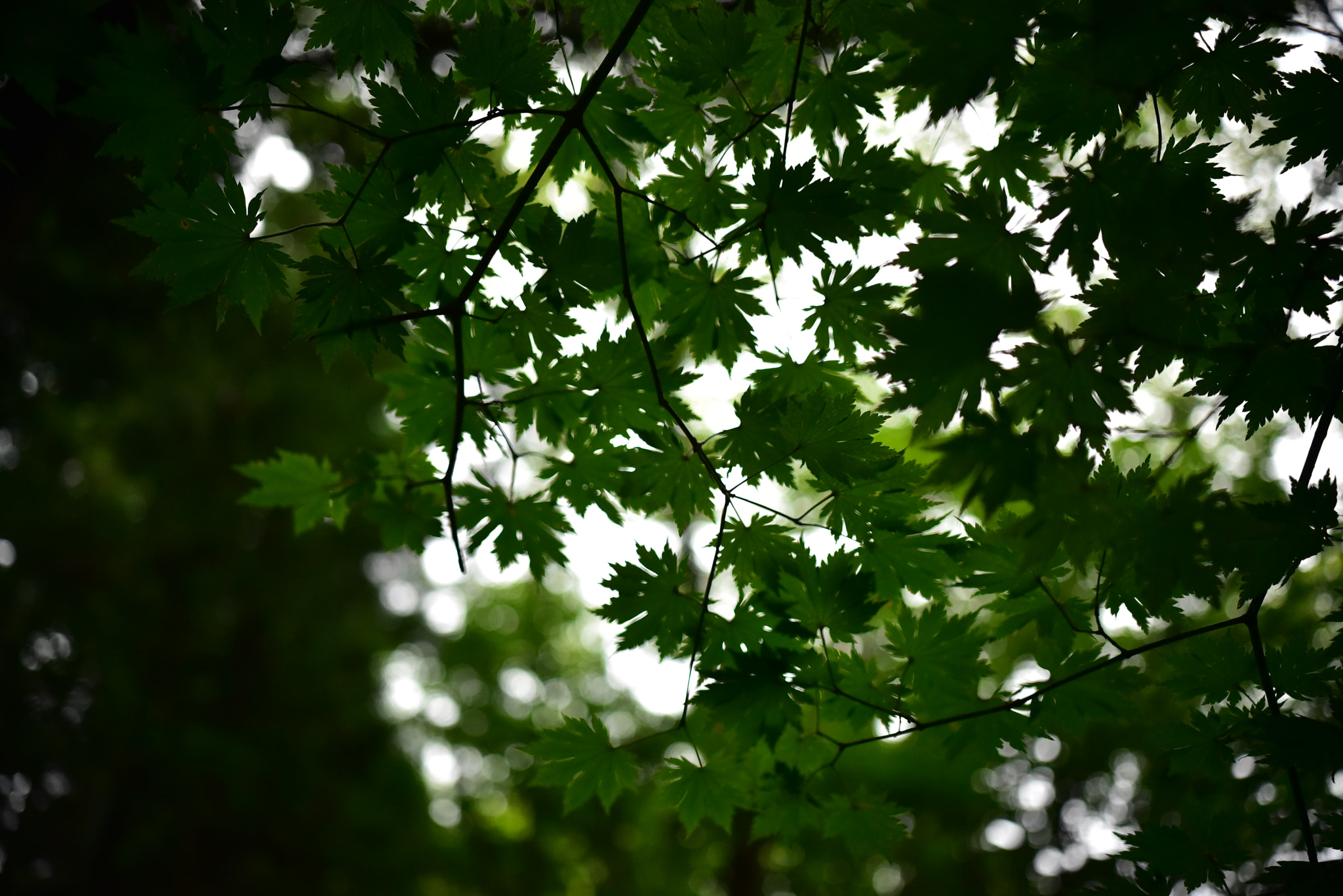 Nikon D750 + Sigma 18-35mm F1.8 DC HSM Art sample photo. Dsc_3708.jpg photography