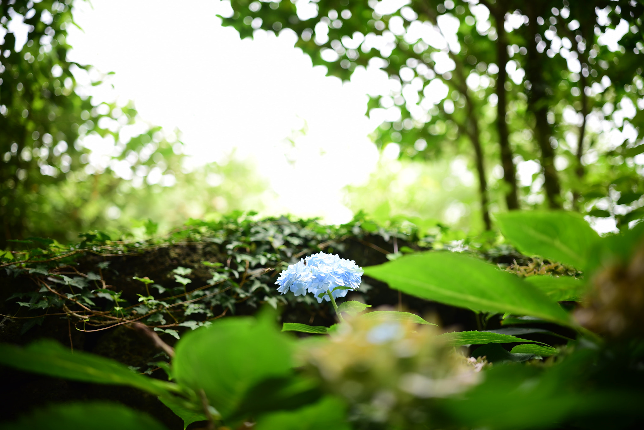 Nikon D750 + Sigma 18-35mm F1.8 DC HSM Art sample photo. Dsc_3191.jpg photography
