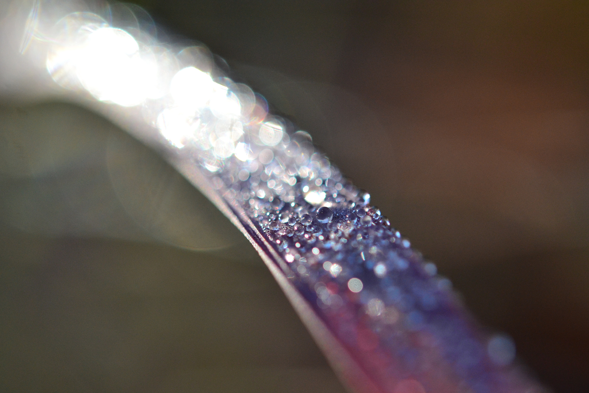 Nikon AF-S Micro-Nikkor 60mm F2.8G ED sample photo. Drops photography