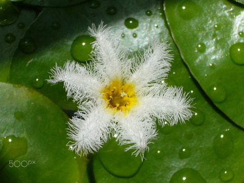 Panasonic DMC-FX01 sample photo. Frilled cutie - the hidden gems of nature photography