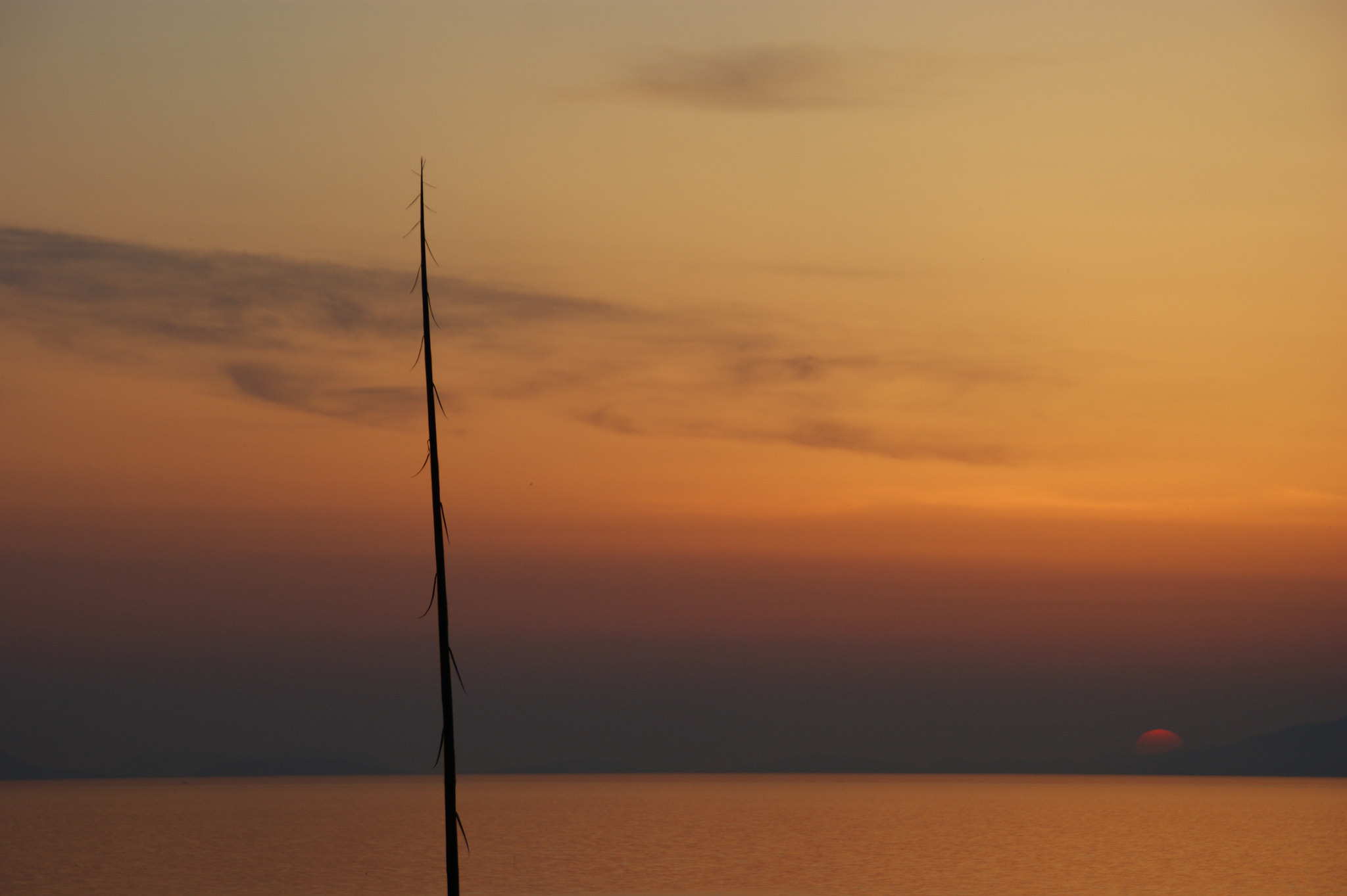 Sony DT 18-200mm F3.5-6.3 sample photo. Untitled photography