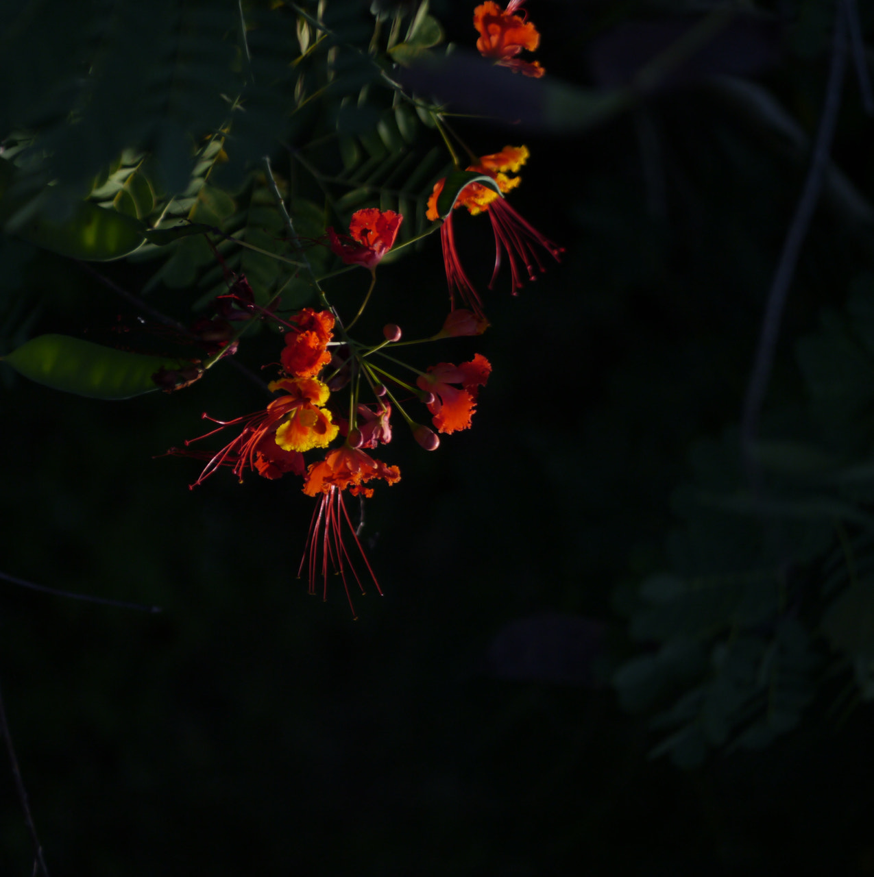 Panasonic Lumix G Vario 45-200mm F4-5.6 OIS sample photo. Sun rays kissing flowers photography