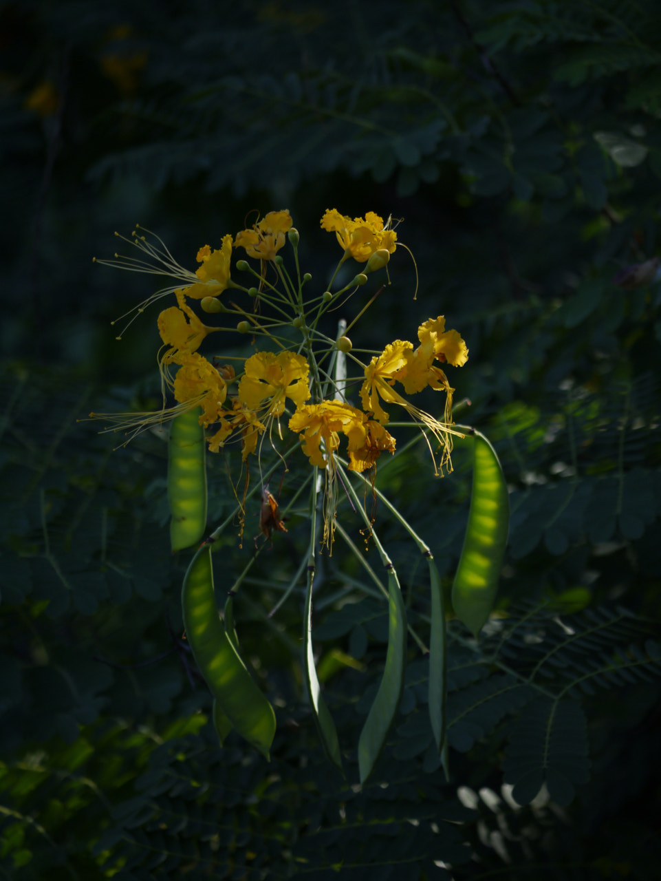 Panasonic Lumix G Vario 45-200mm F4-5.6 OIS sample photo. Sun rays photography