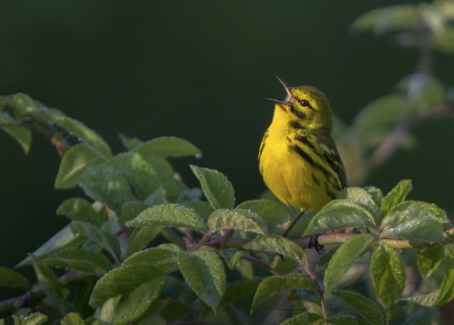 Nikon D7200 + Sigma 500mm F4.5 EX DG HSM sample photo. Singing in dew (prairie warbler) photography