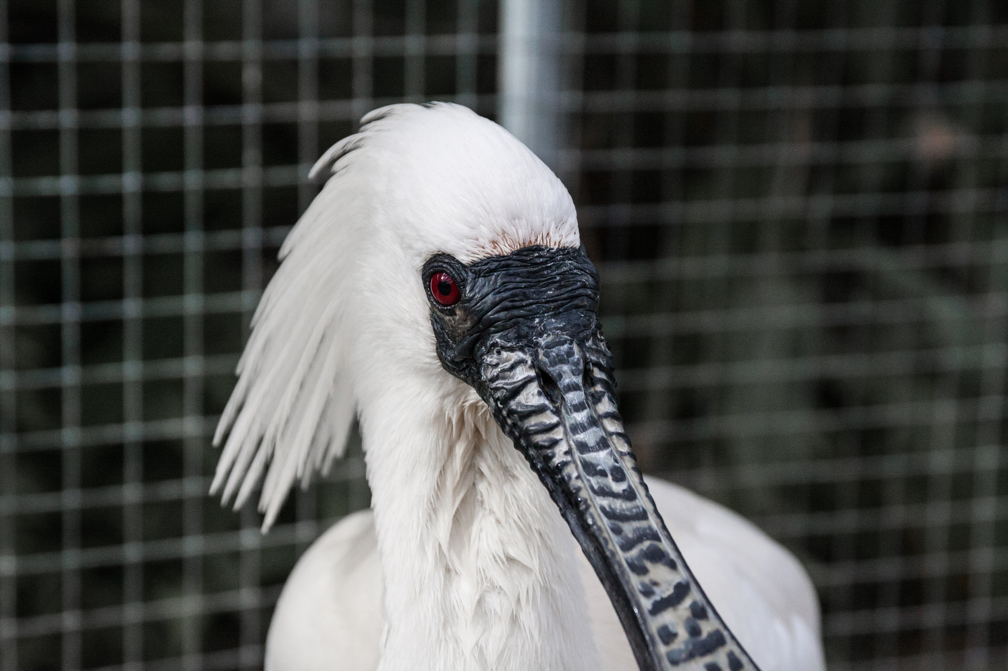 Canon EOS 40D sample photo. Eye photography