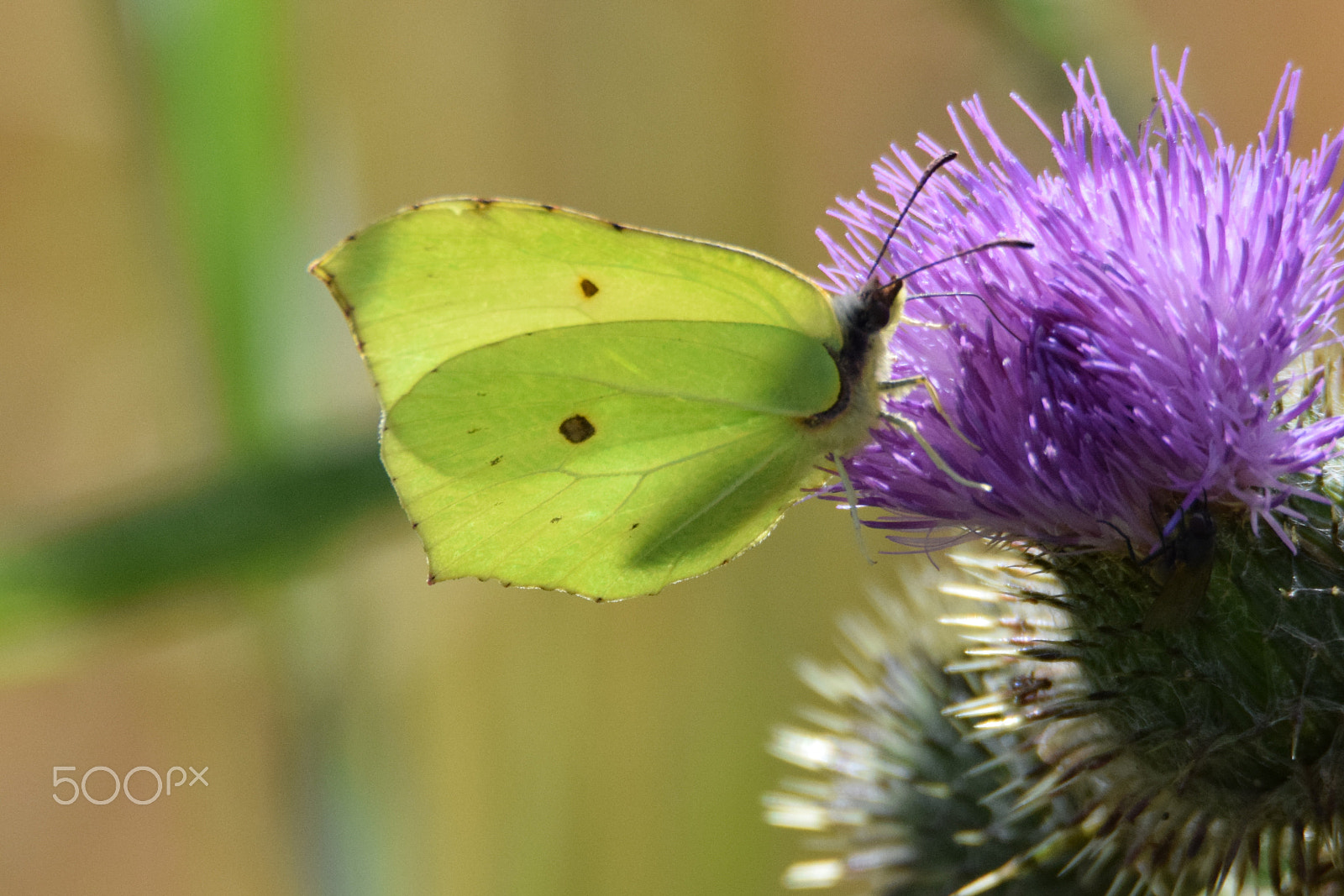 Tamron SP 150-600mm F5-6.3 Di VC USD sample photo. A brimstone butterfly, gonepteryx rhamni. photography
