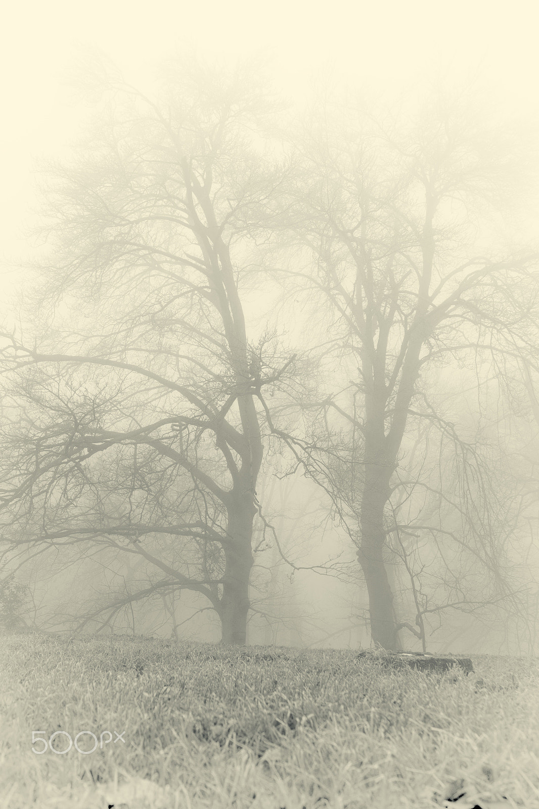 Samsung NX 20-50mm F3.5-5.6 ED sample photo. Fog photography