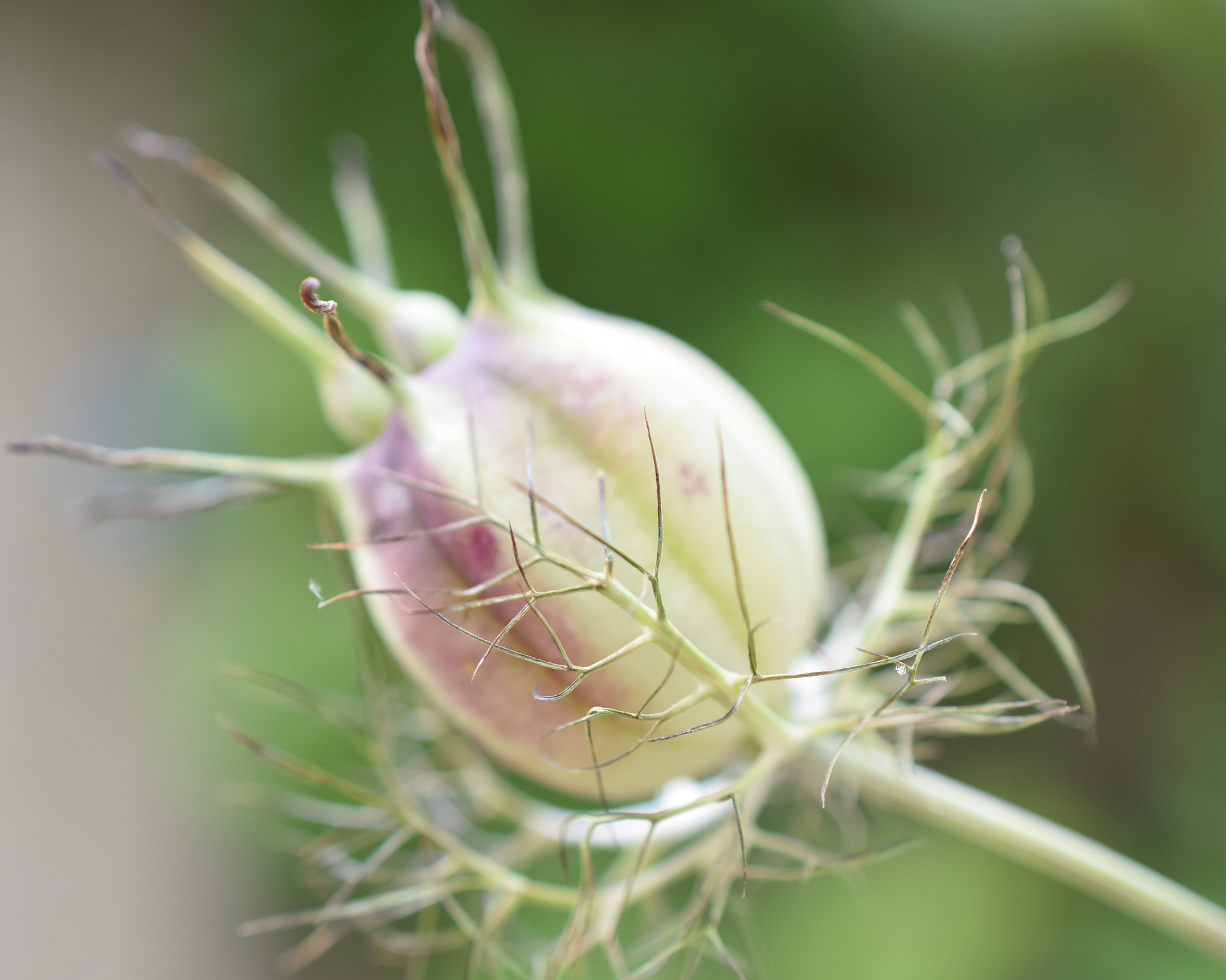 Nikon AF-S DX Micro Nikkor 40mm F2.8 sample photo. Nigella seed head. photography