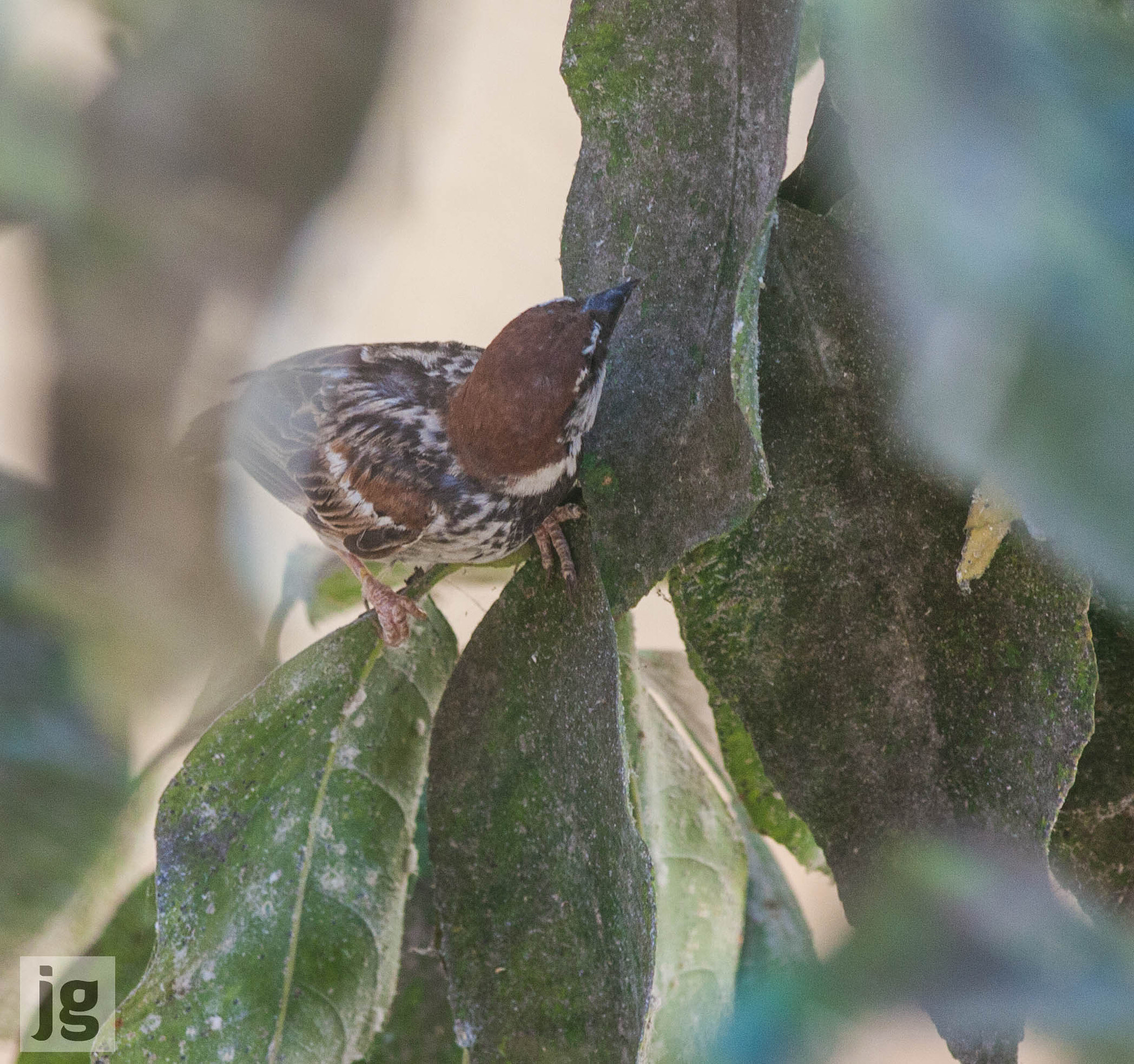 Canon EF 70-300mm F4-5.6 IS USM sample photo. Sparrow picking at my lemon tree leaves photography