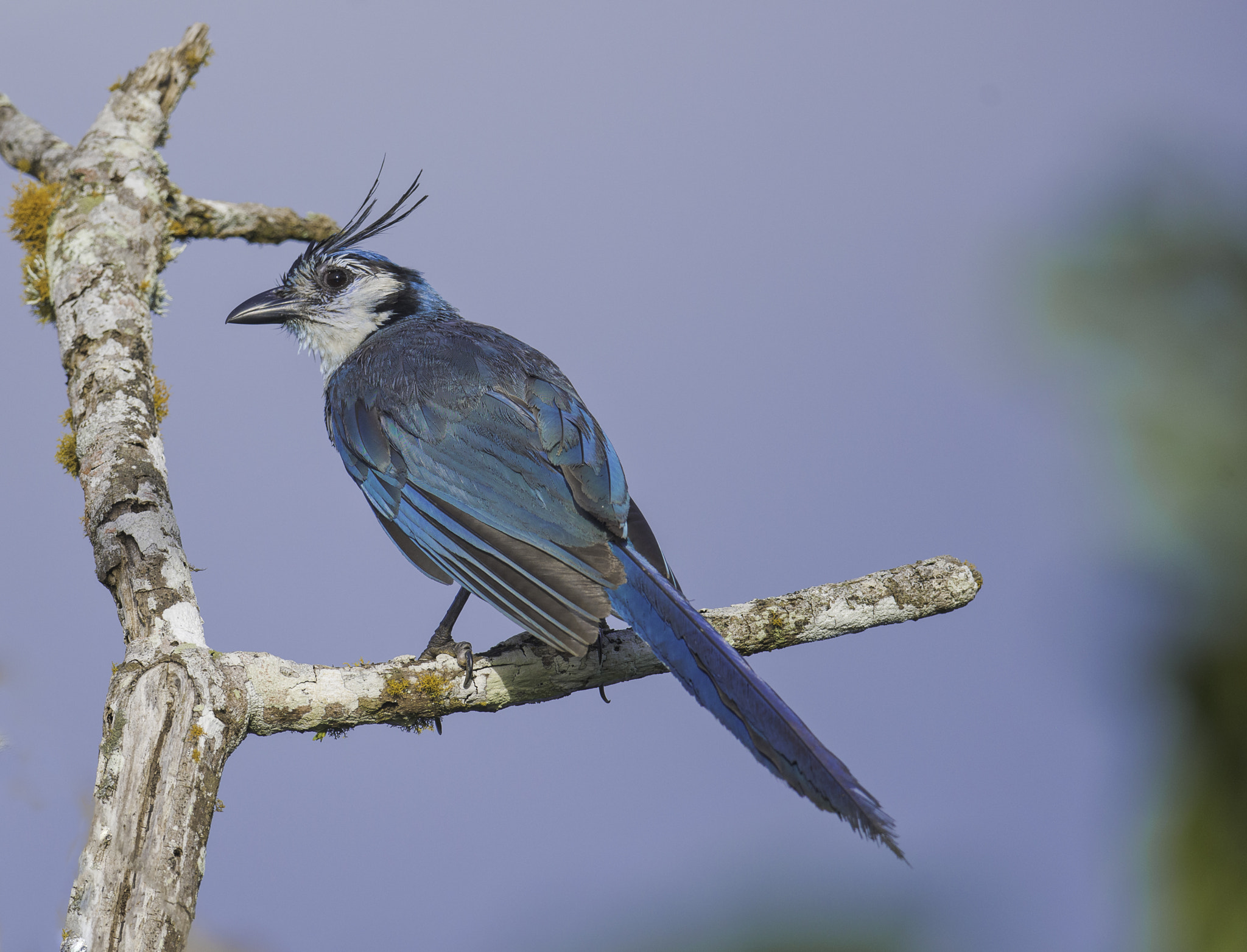 Nikon AF-S Nikkor 800mm F5.6E FL ED VR sample photo. Calocita formosa - uraca en la última luz photography