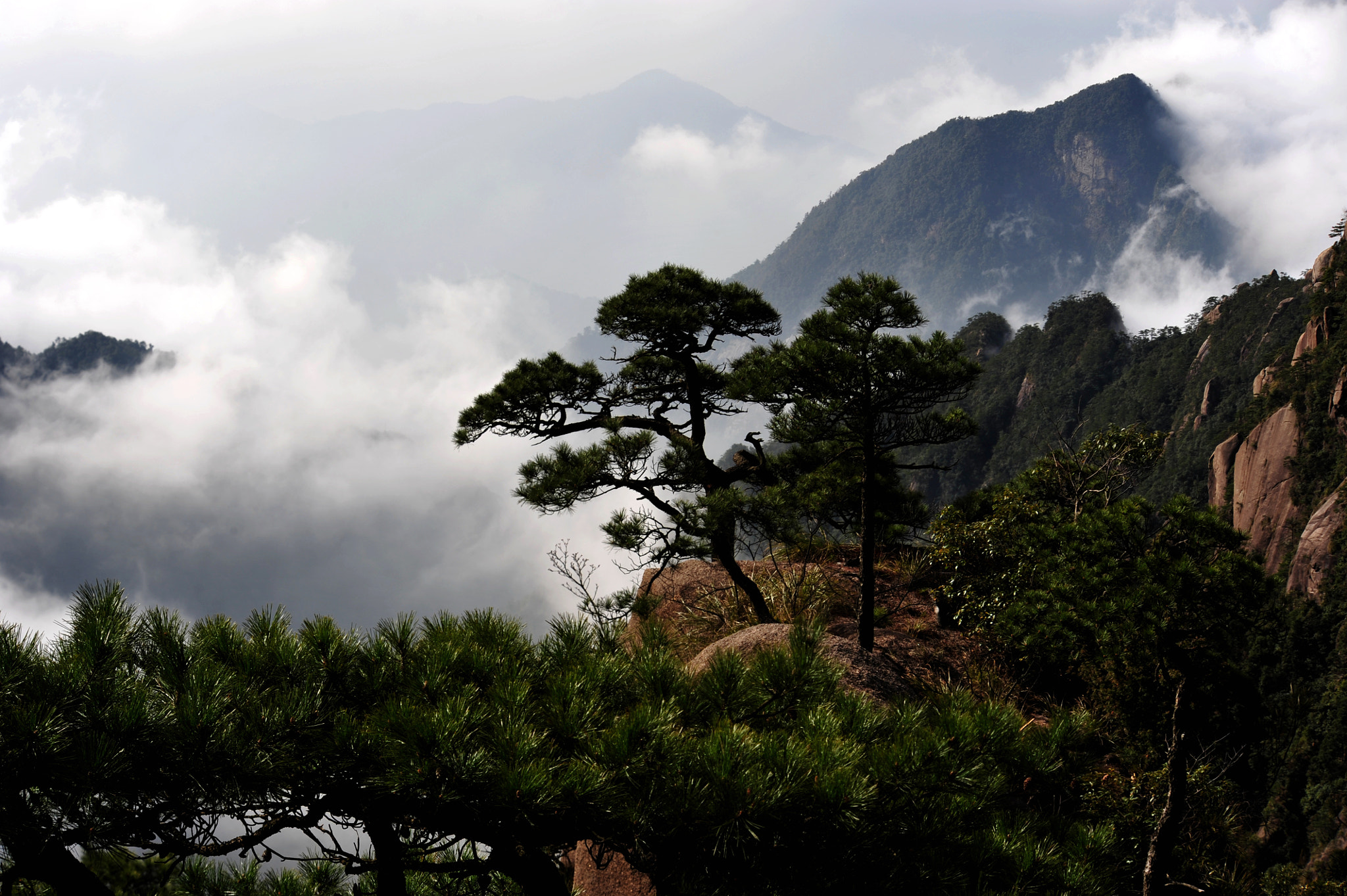 Nikon D3 sample photo. Fog pine photography