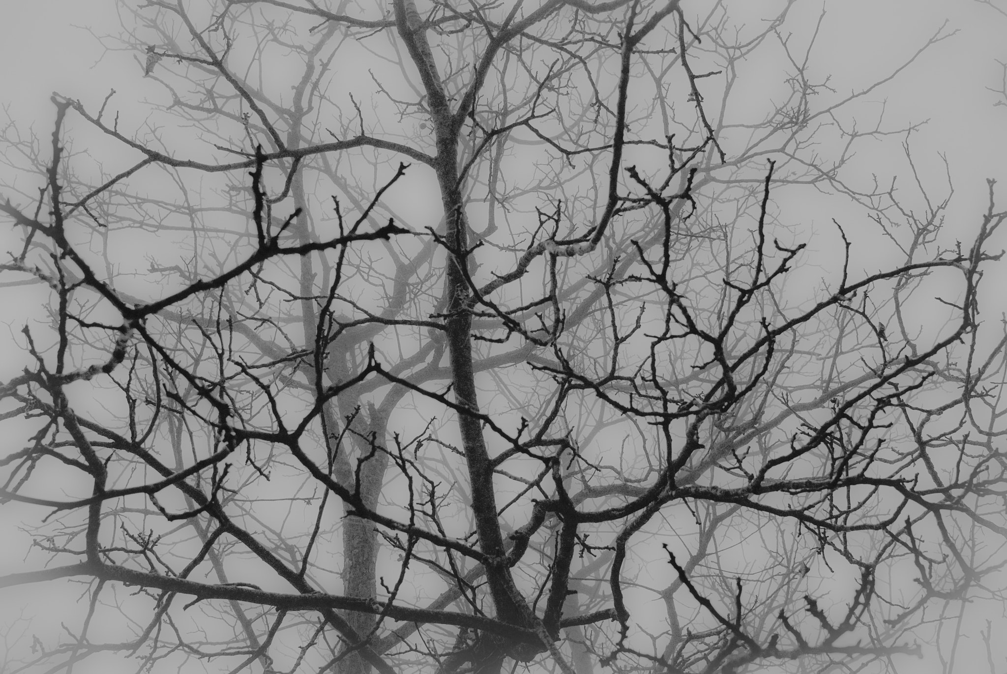 Nikon 1 J1 + Nikon 1 Nikkor 18.5mm F1.8 sample photo. Albero su nebbia / foggy tree photography