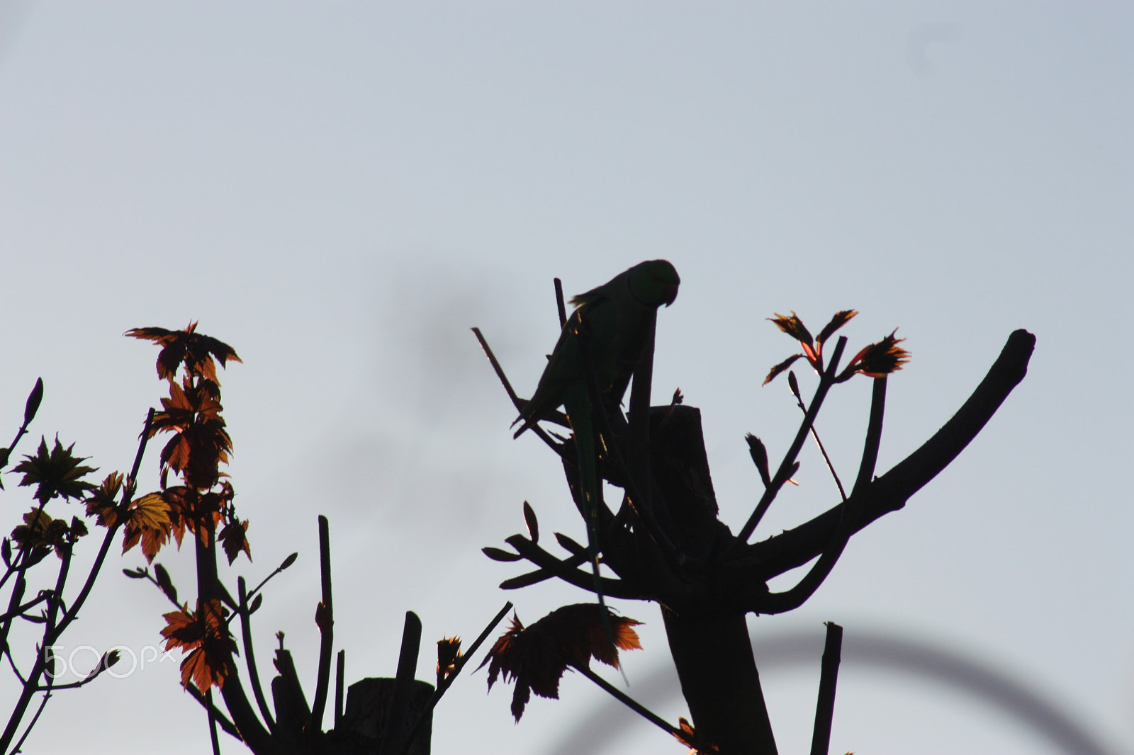 Canon EF 75-300mm f/4-5.6 USM sample photo. The sentinel photography