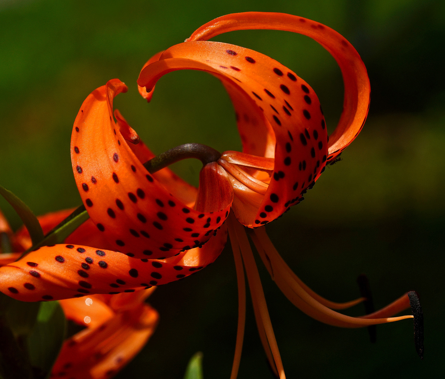 100mm F2.8 SSM sample photo. Tiger lily 2 photography
