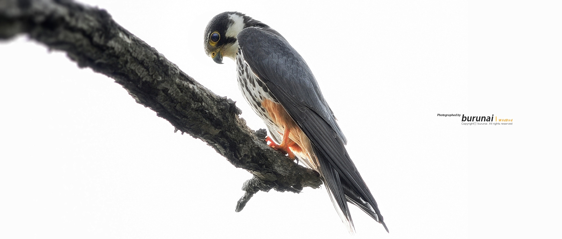 Nikon D800 + Nikkor 500mm f/4 P ED IF sample photo. Just staring photography