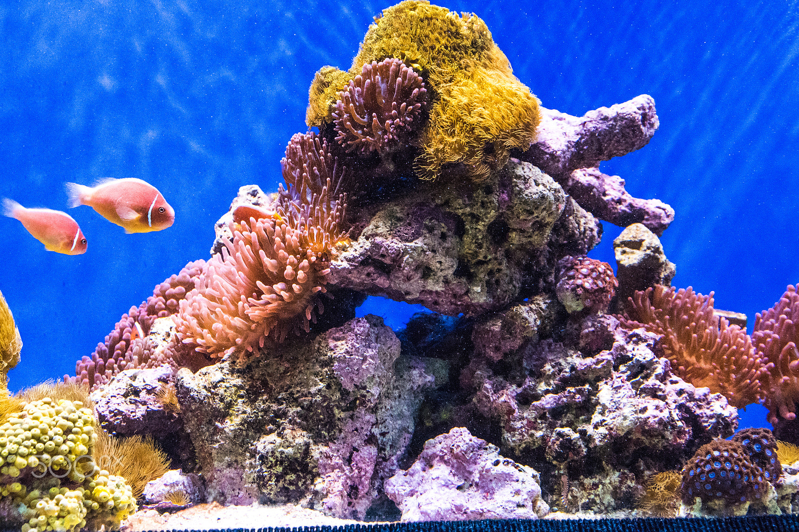 Nikon D810 + Nikon AF-S DX Nikkor 18-105mm F3.5-5.6G ED VR sample photo. Underwater coral reef arrangement in sea-world photography