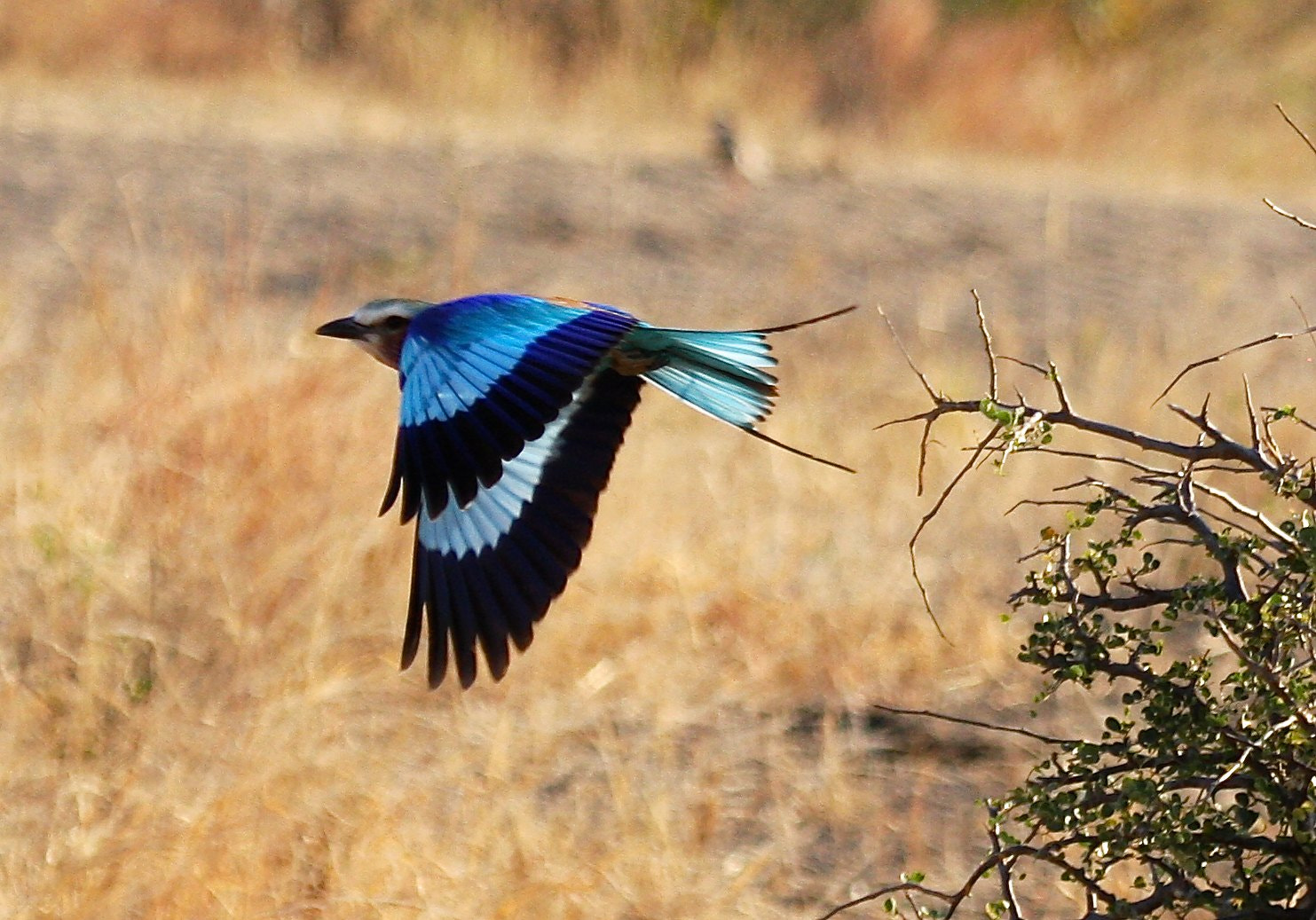 Canon EF 100-400mm F4.5-5.6L IS USM sample photo. Lilac breasted roller photography