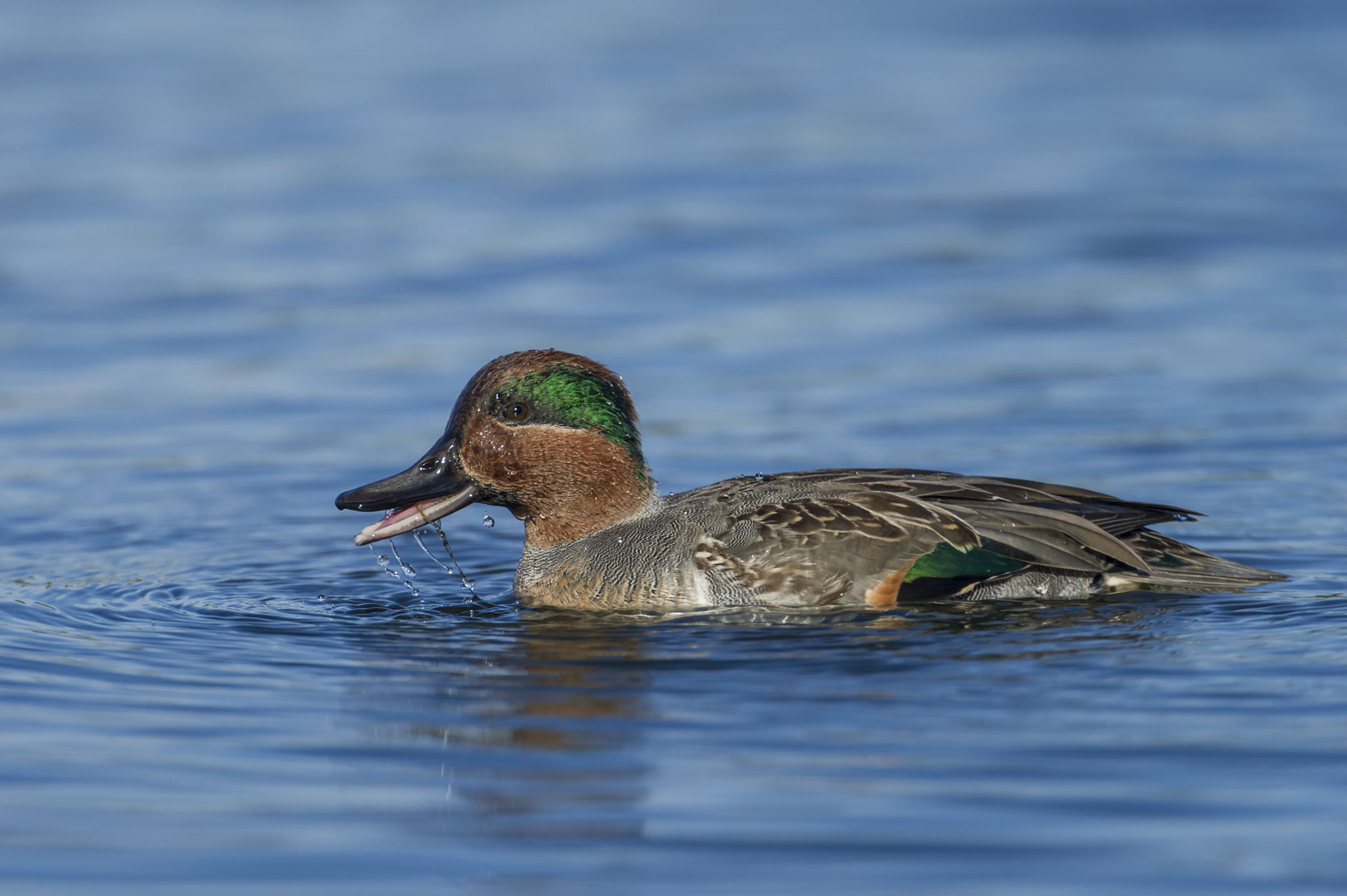 Nikon D3S + Nikon AF-S Nikkor 600mm F4G ED VR sample photo. Enjoying summer... photography