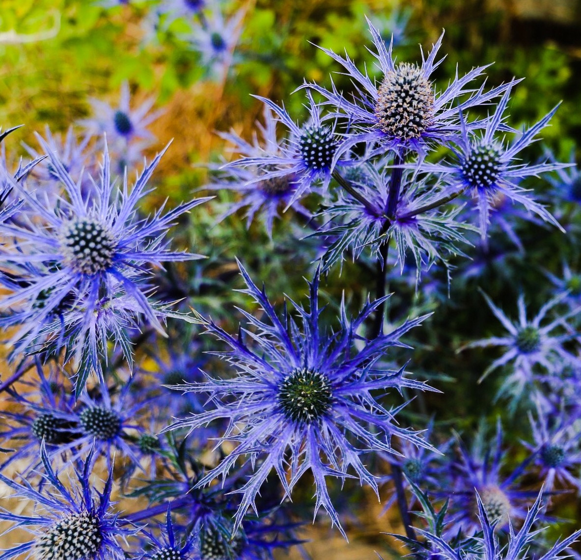 Canon EF 24-105mm F3.5-5.6 IS STM sample photo. Sea holly photography